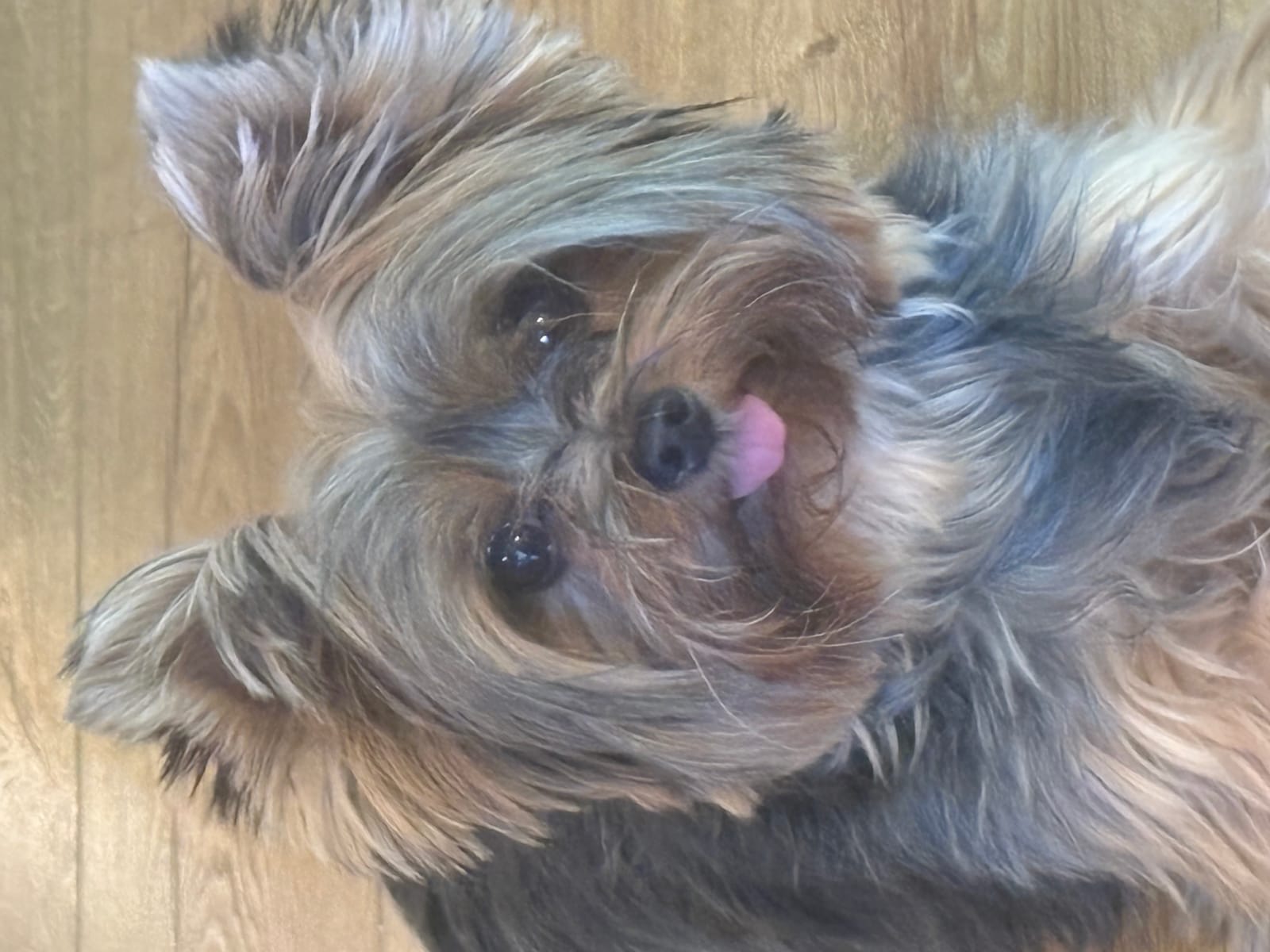 Petspiration Spotlight: Chanel