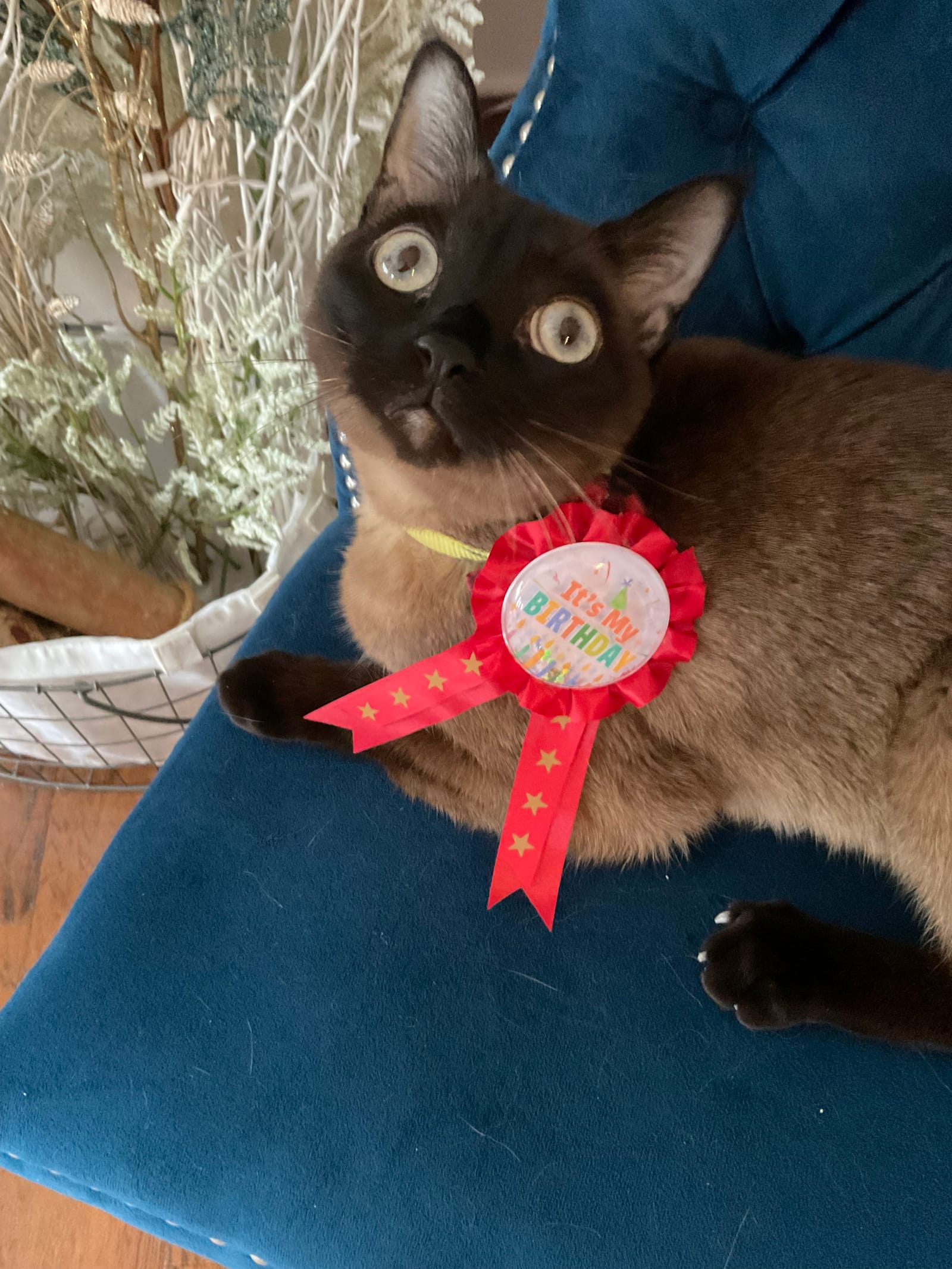 Petspiration Spotlight: Mr Charles