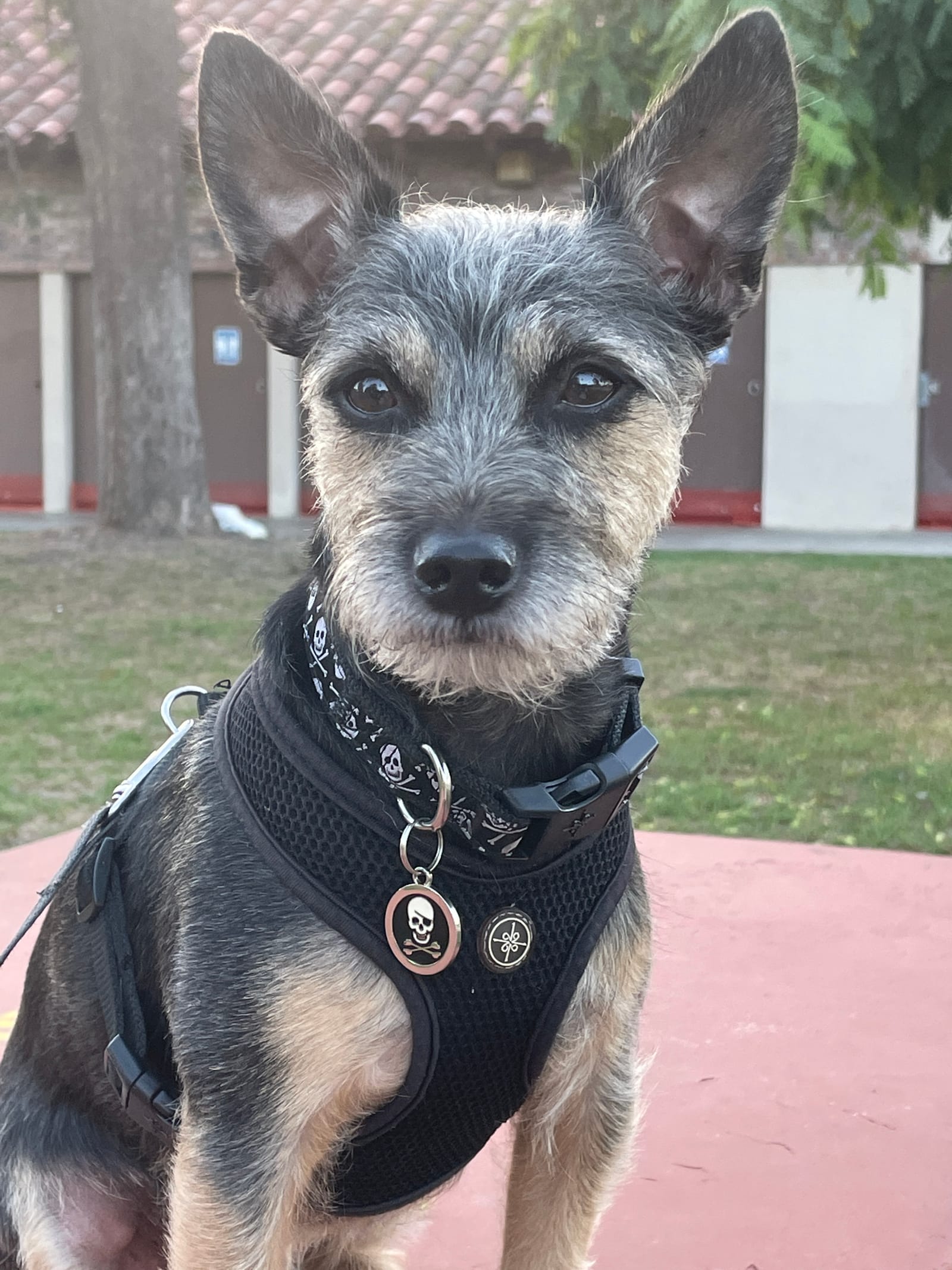 Petspiration Spotlight: Charley Chan