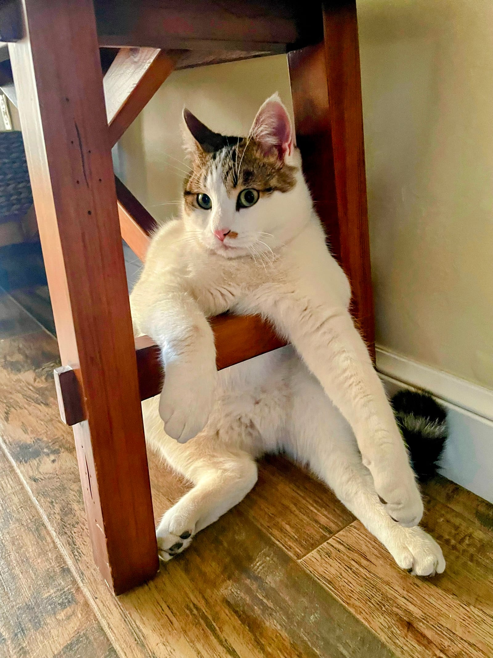 Petspiration Spotlight: Charlie