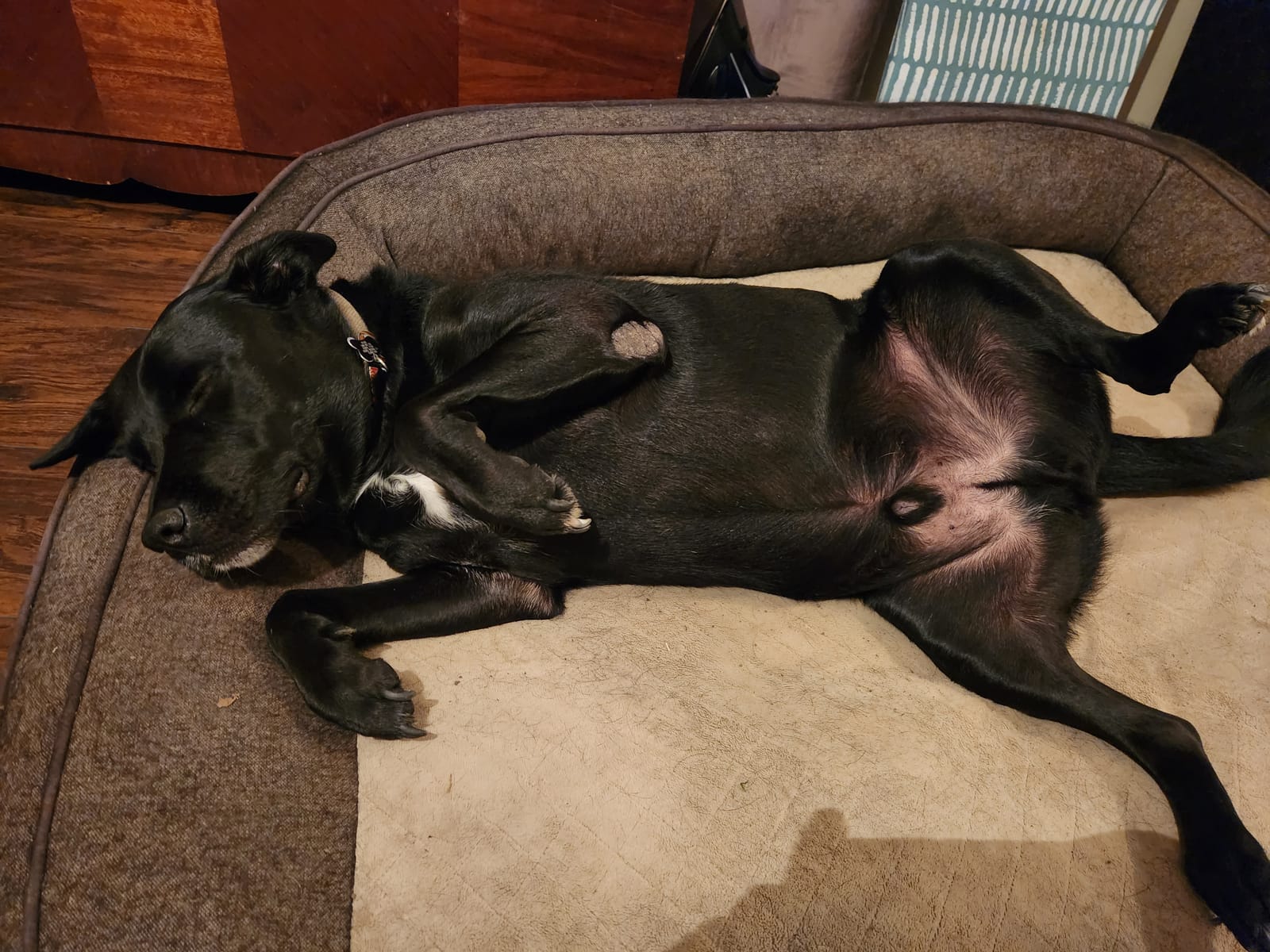 Petspiration Spotlight: Charlie