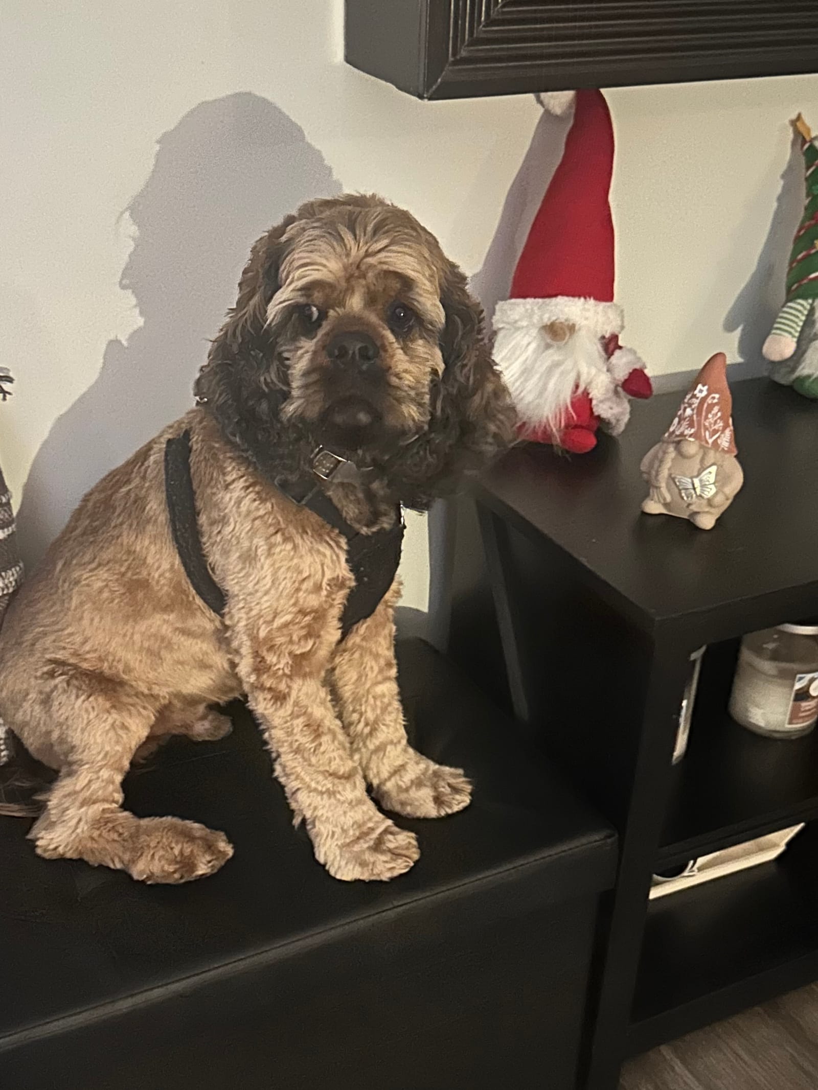 Petspiration Spotlight: Charlie