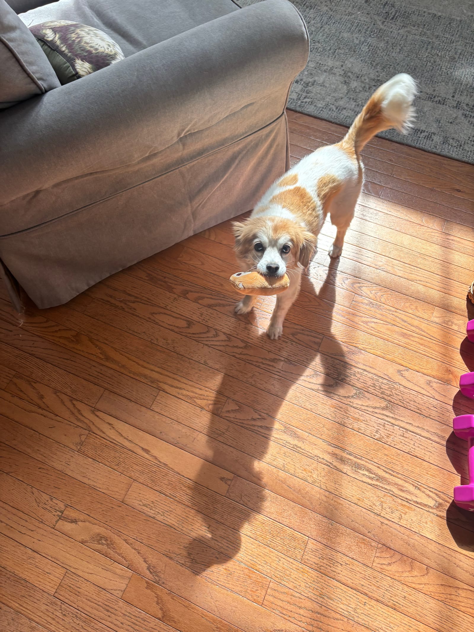 Petspiration Spotlight: Charlie