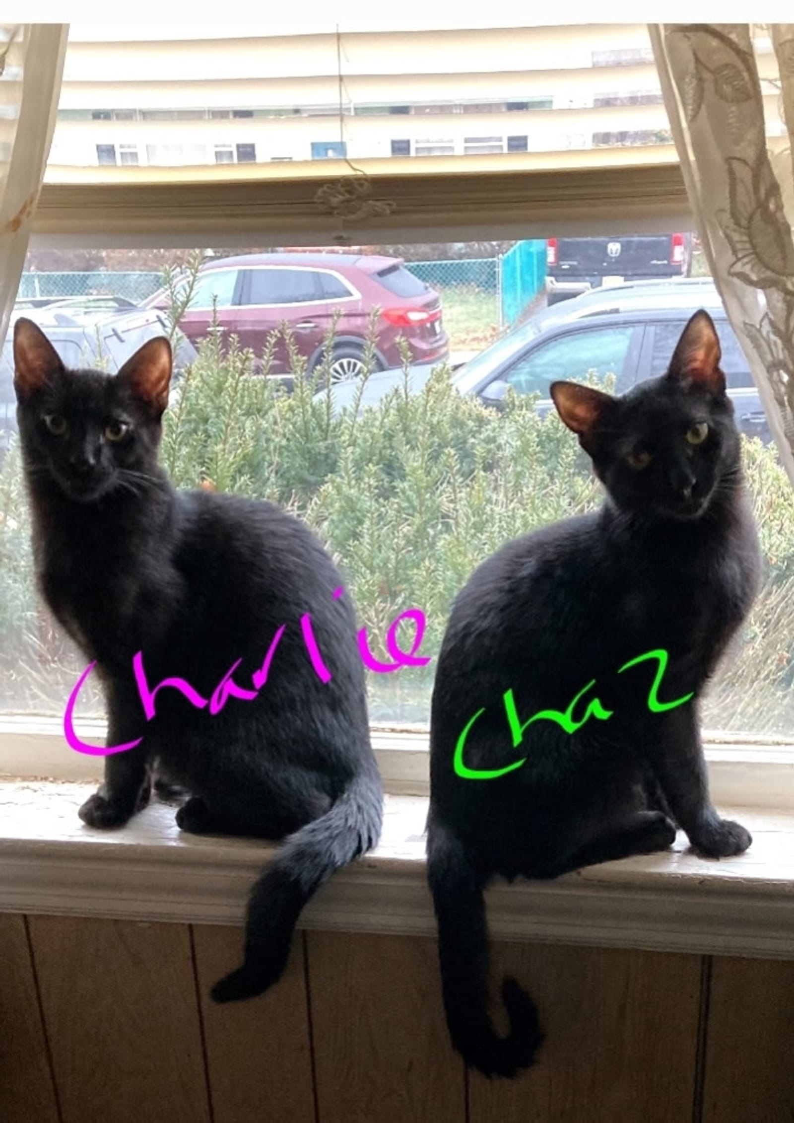 Petspiration Spotlight: Charlie and Chaz