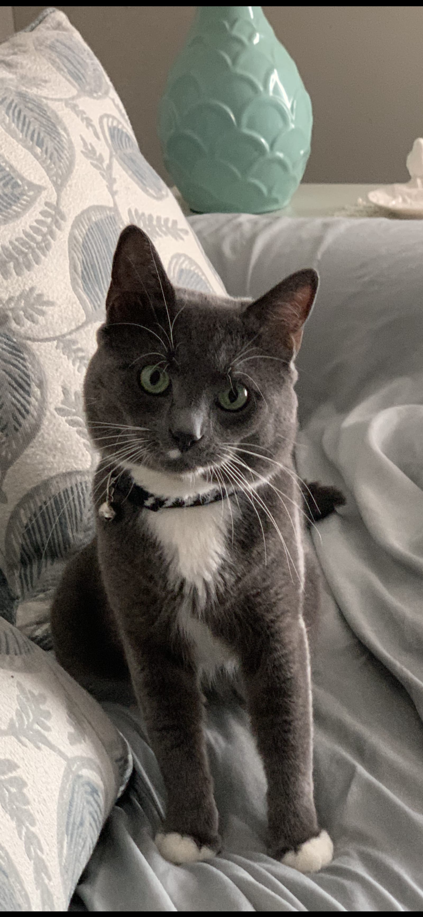 Petspiration Spotlight: Charlie
