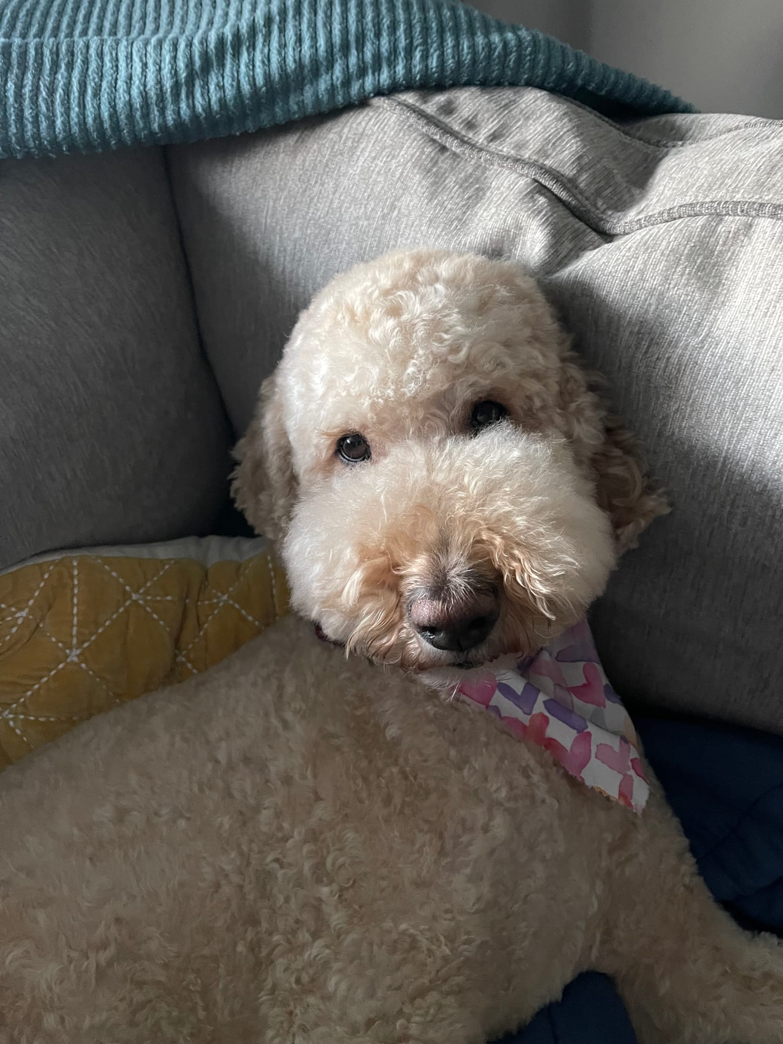 Petspiration Spotlight: Charliebear Brown-Smith