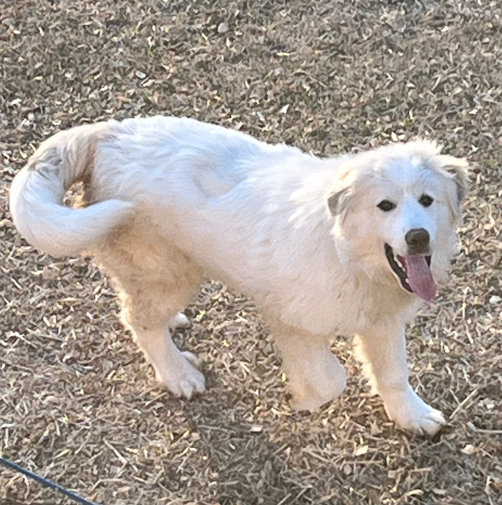 Petspiration Spotlight: Chase