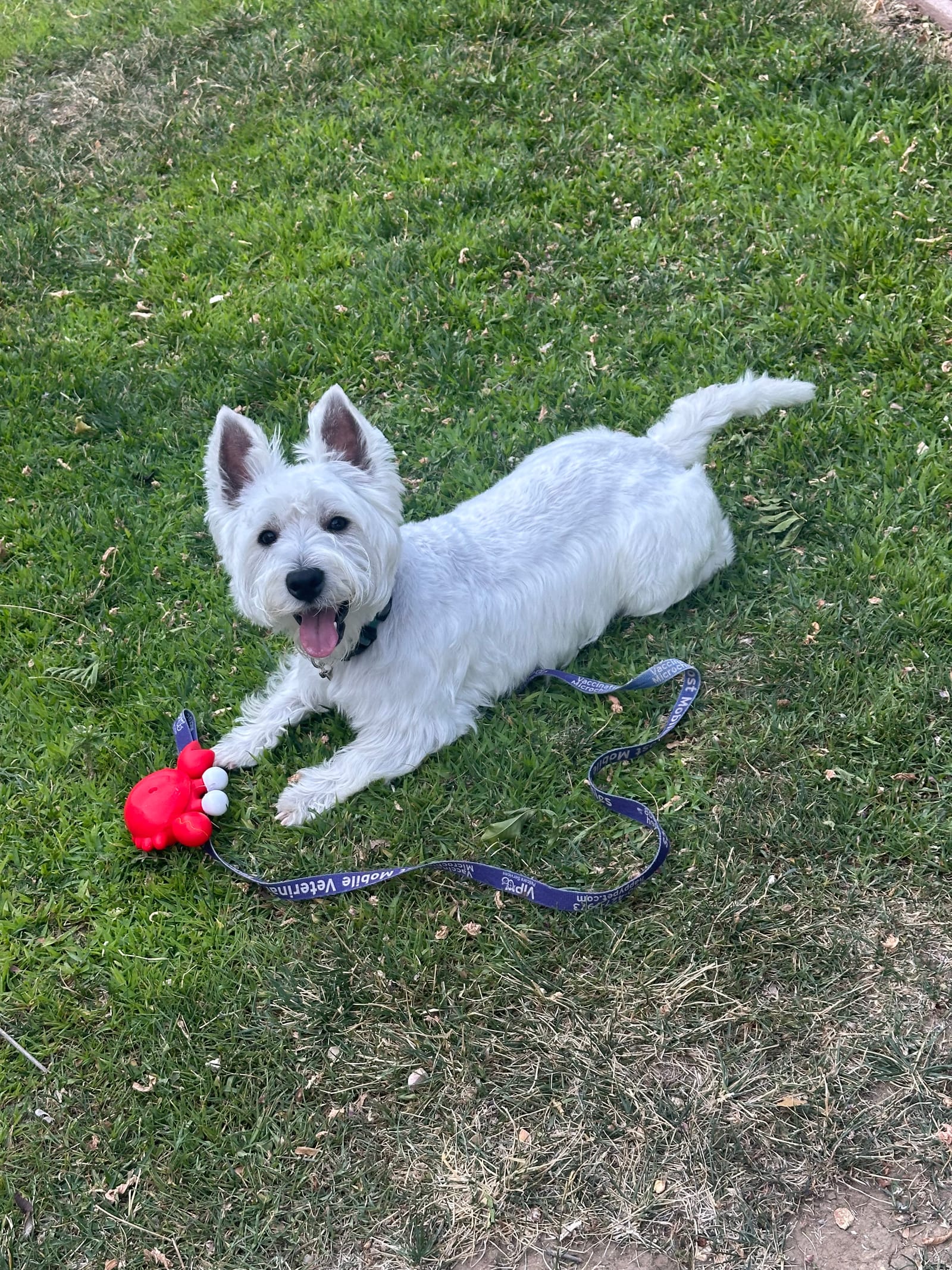 Petspiration Spotlight: Chauncy