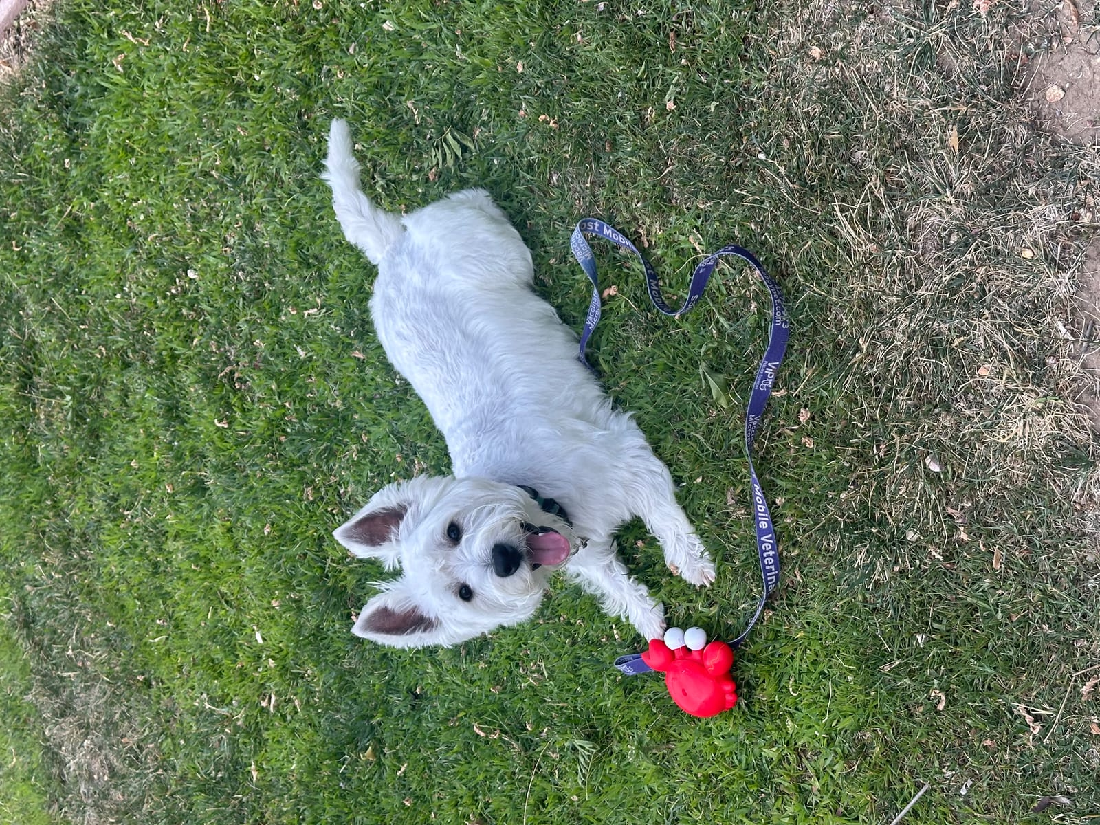Petspiration Spotlight: Chauncy