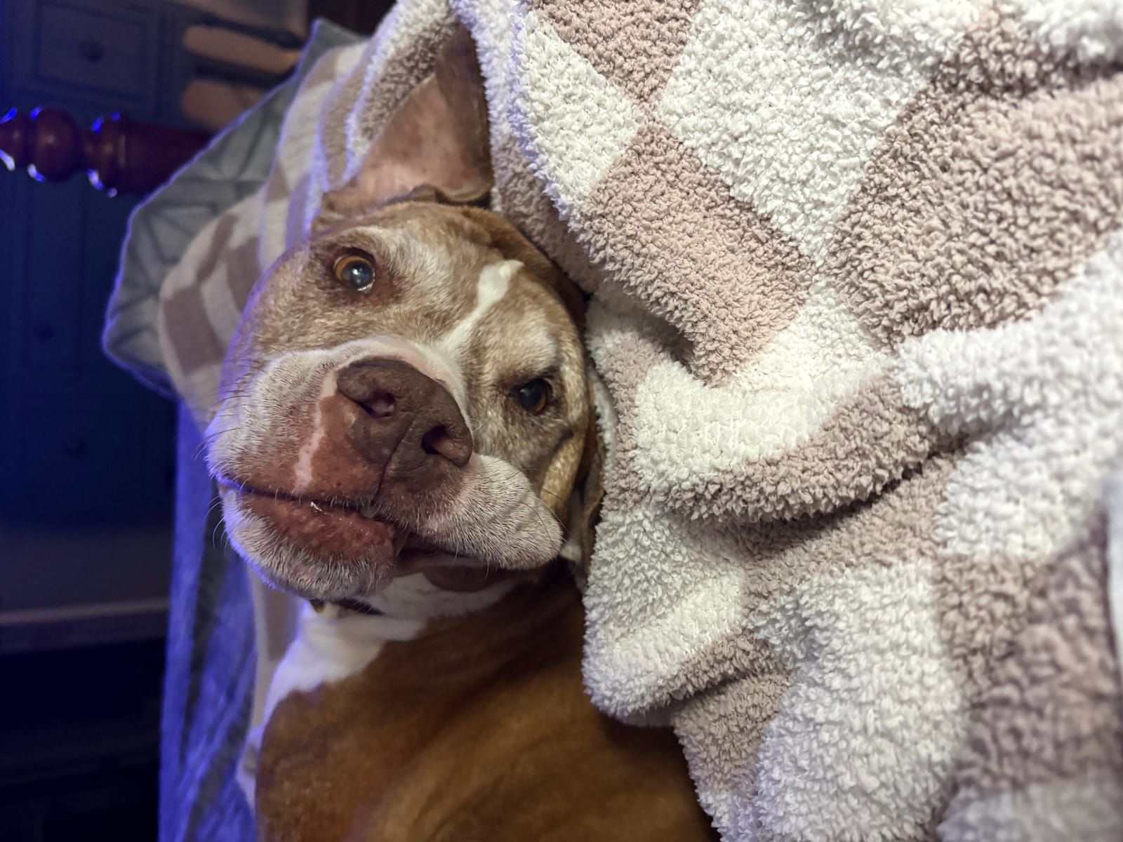 Petspiration Spotlight: Cheese