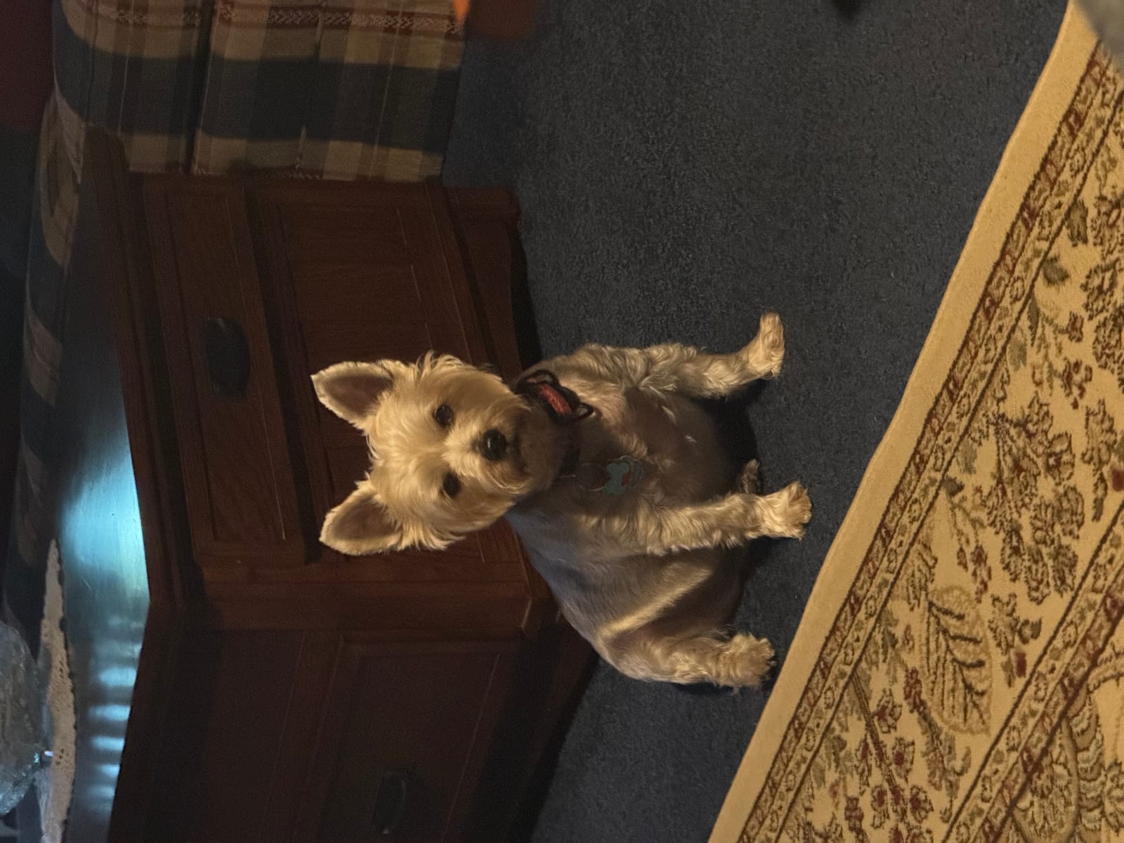 Petspiration Spotlight: Chewbacca