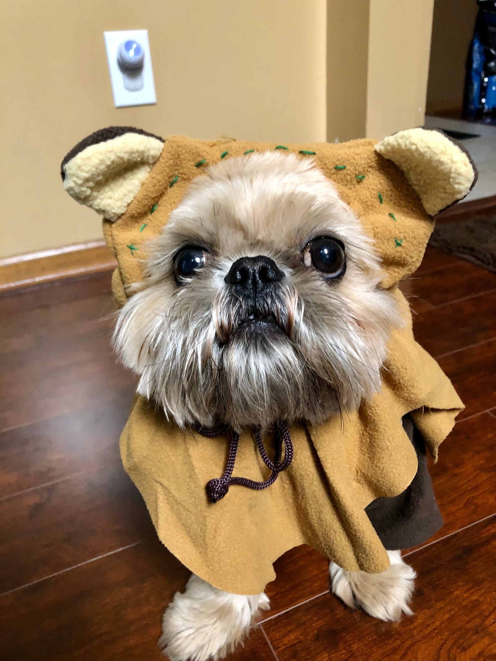 Petspiration Spotlight: Chewbacca/Chewie