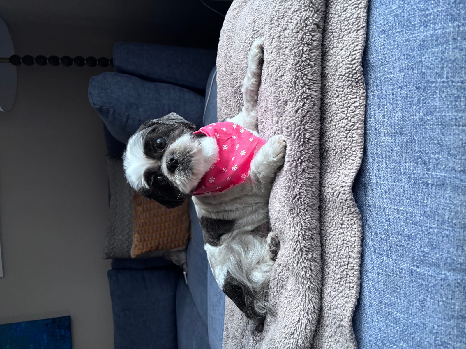 Petspiration Spotlight: Chewie