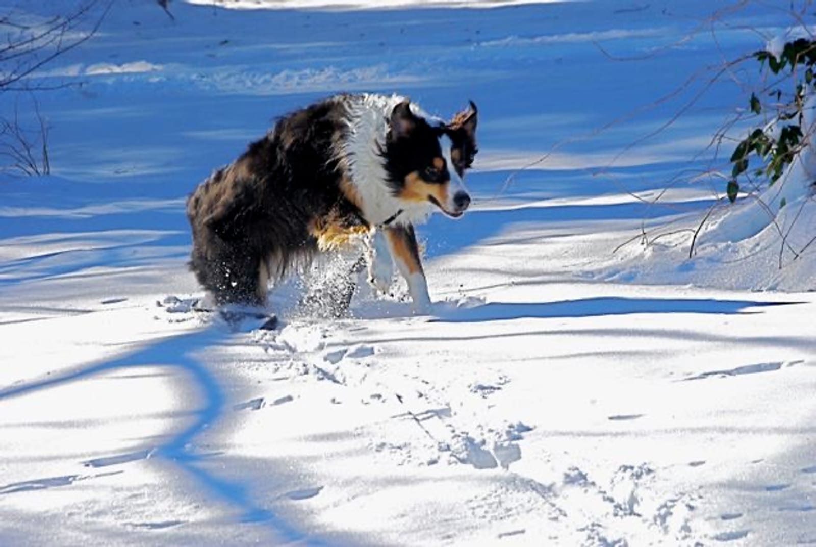 Petspiration Spotlight: Chewie