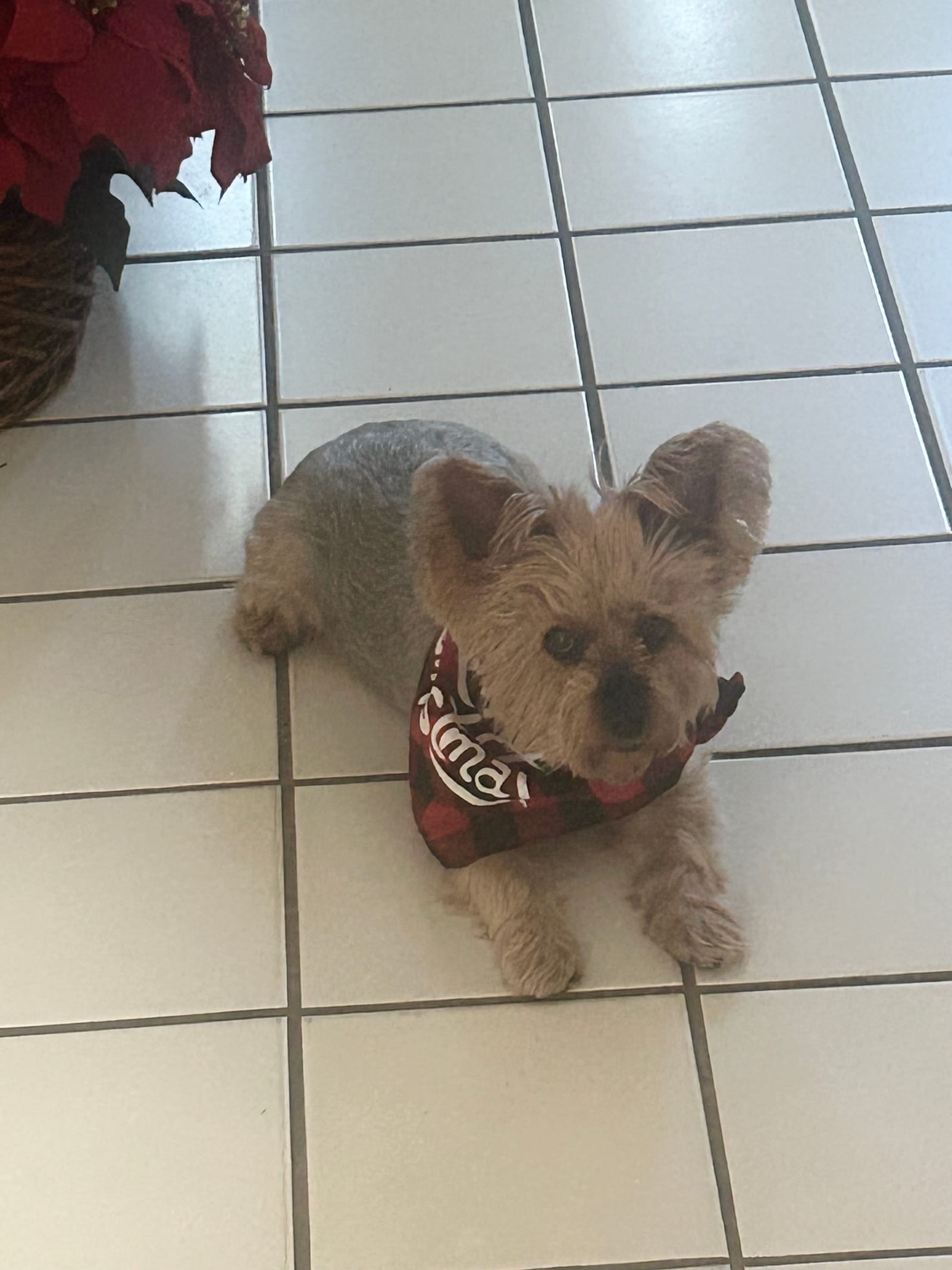 Petspiration Spotlight: Chico