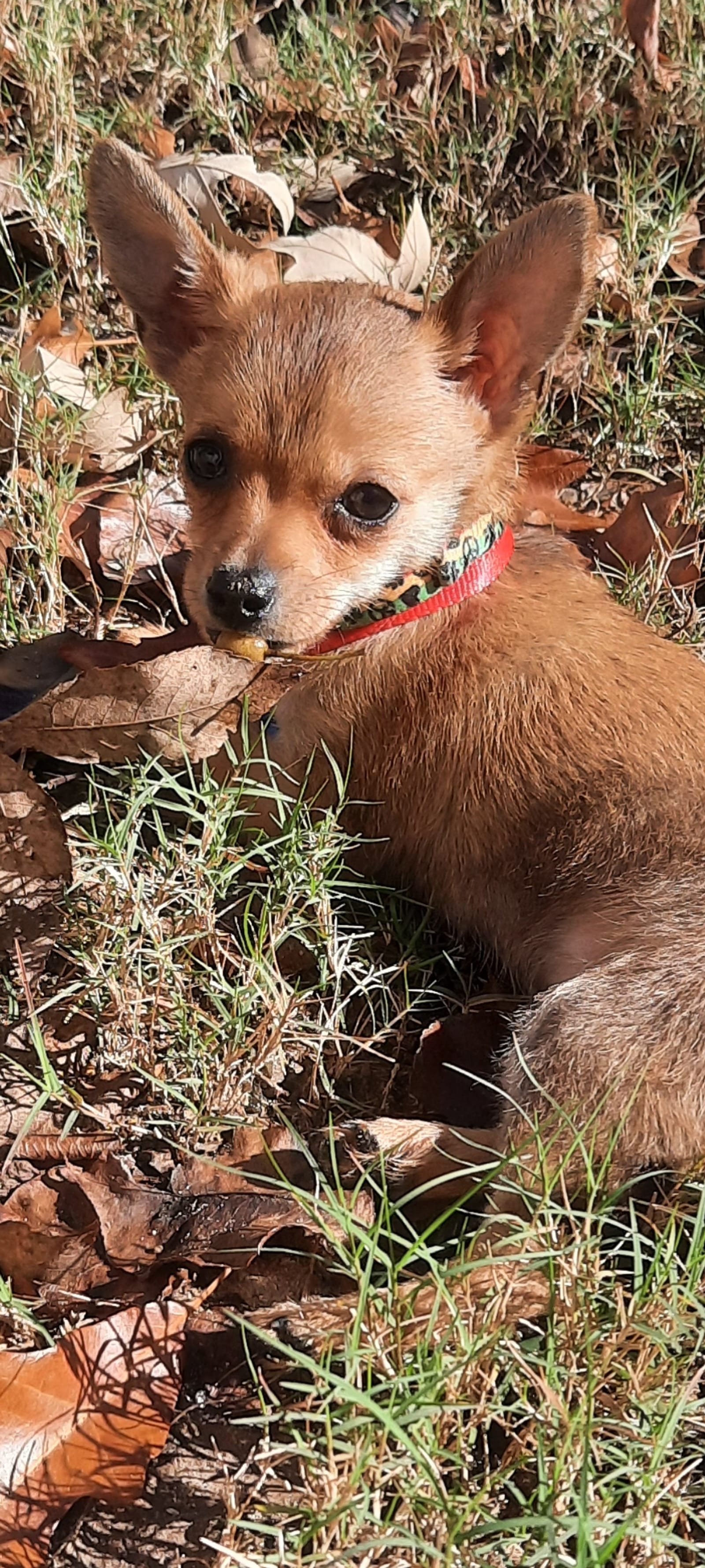 Petspiration Spotlight: Chico