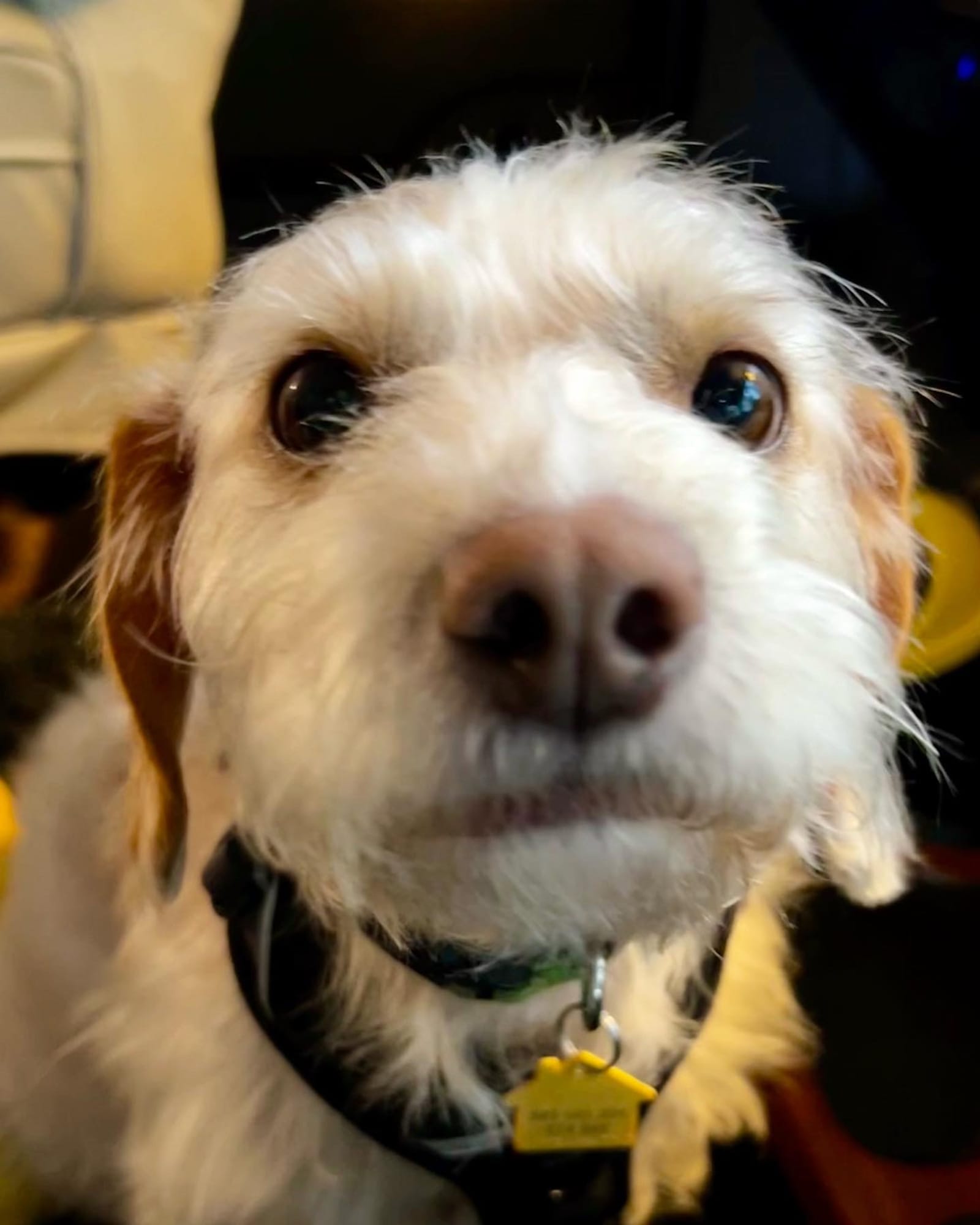 Petspiration Spotlight: Chico