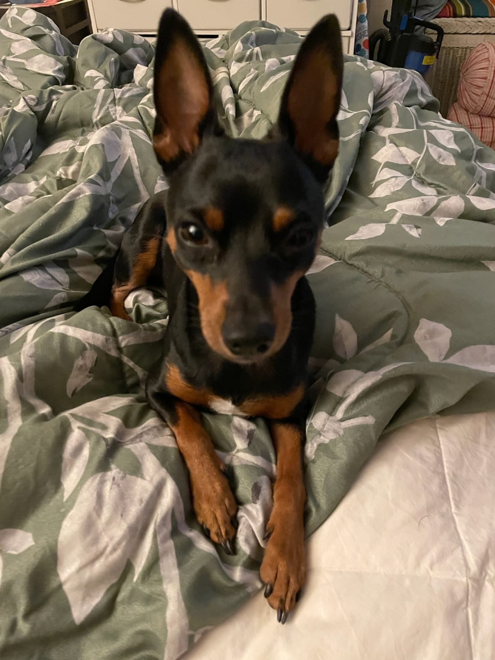 Petspiration Spotlight: Chino