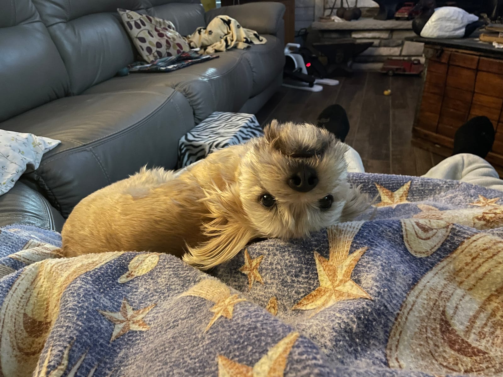 Petspiration Spotlight: Chloe