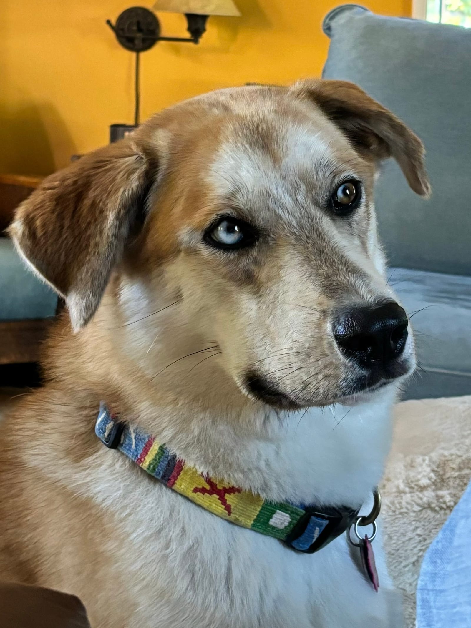 Petspiration Spotlight: Chloe