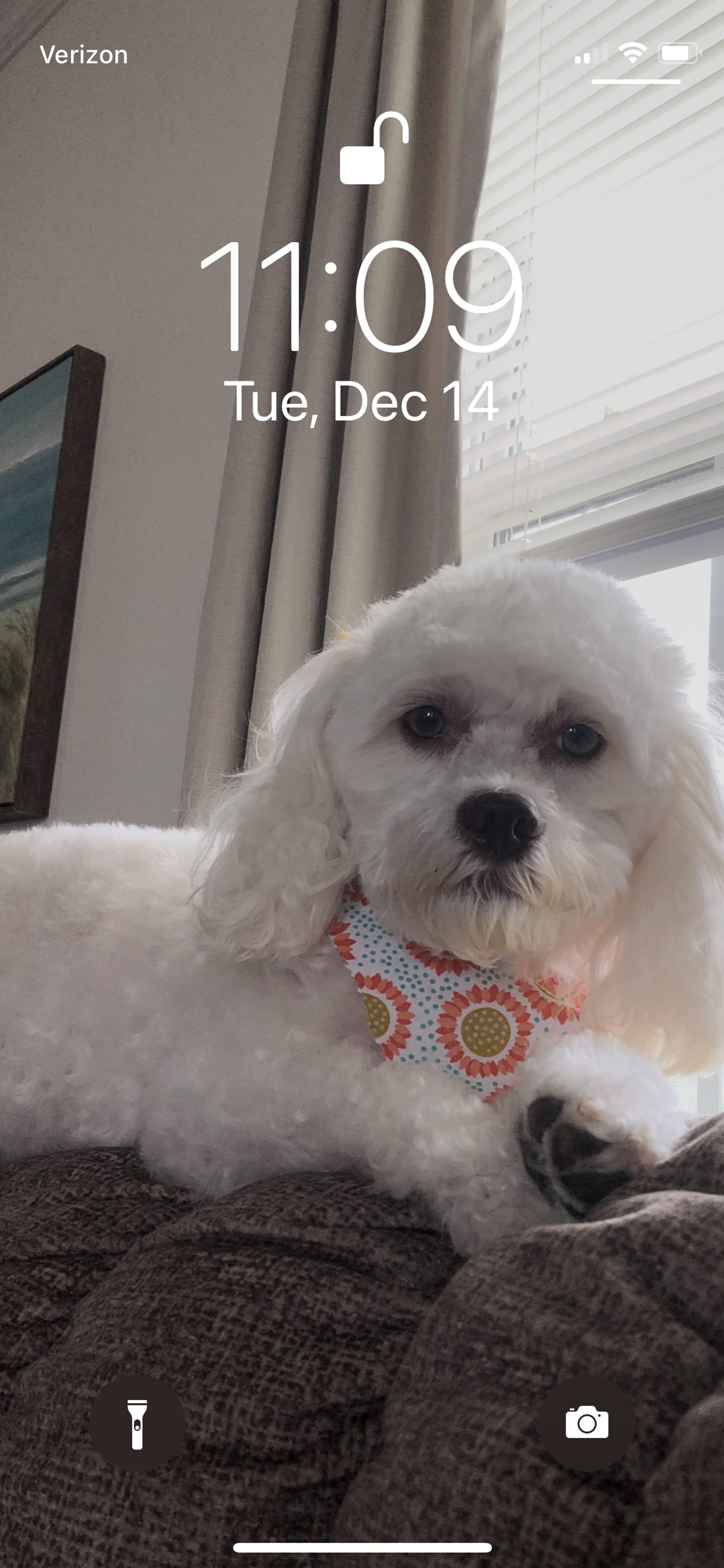 Petspiration Spotlight: Chloe