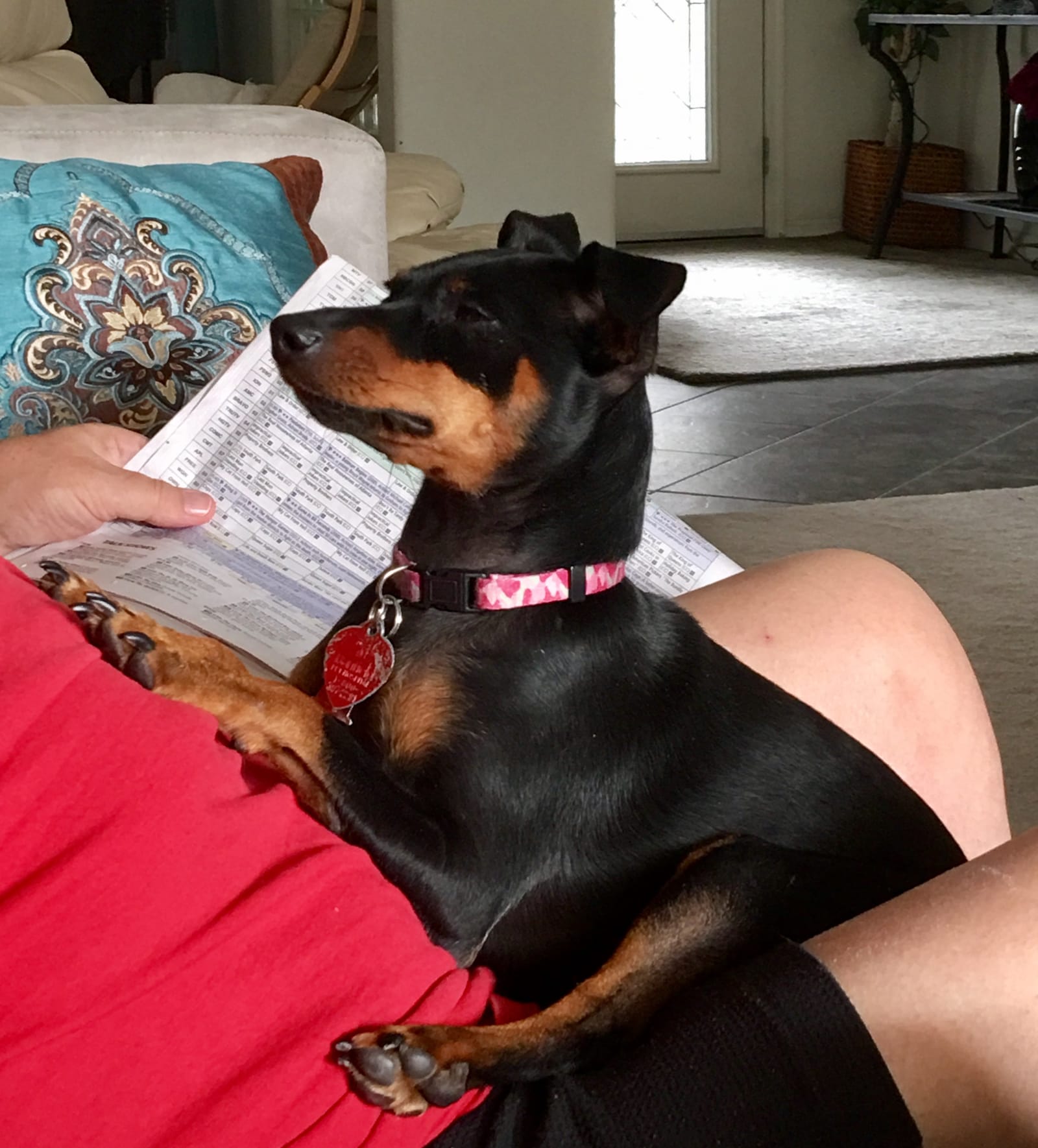 Petspiration Spotlight: Chloe