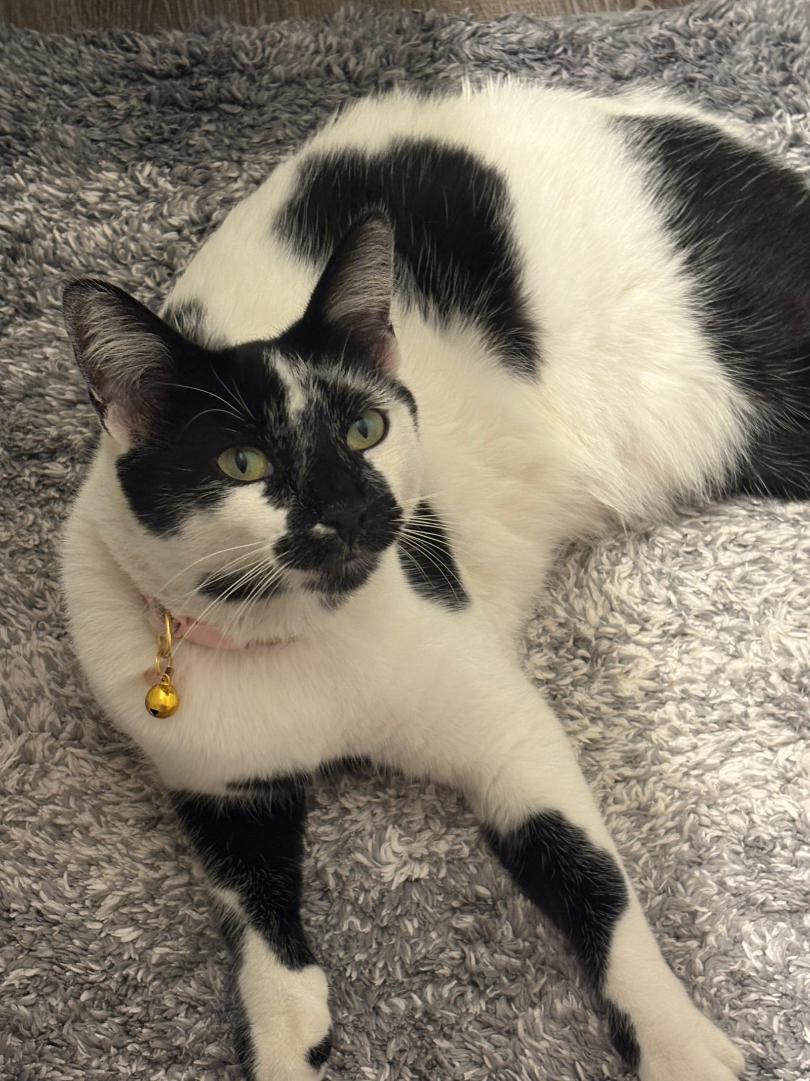Petspiration Spotlight: Chloe