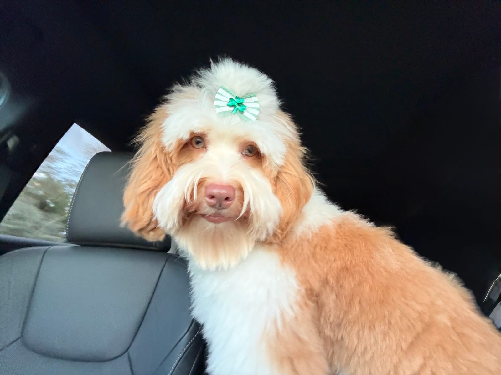 Petspiration Spotlight: Chloe