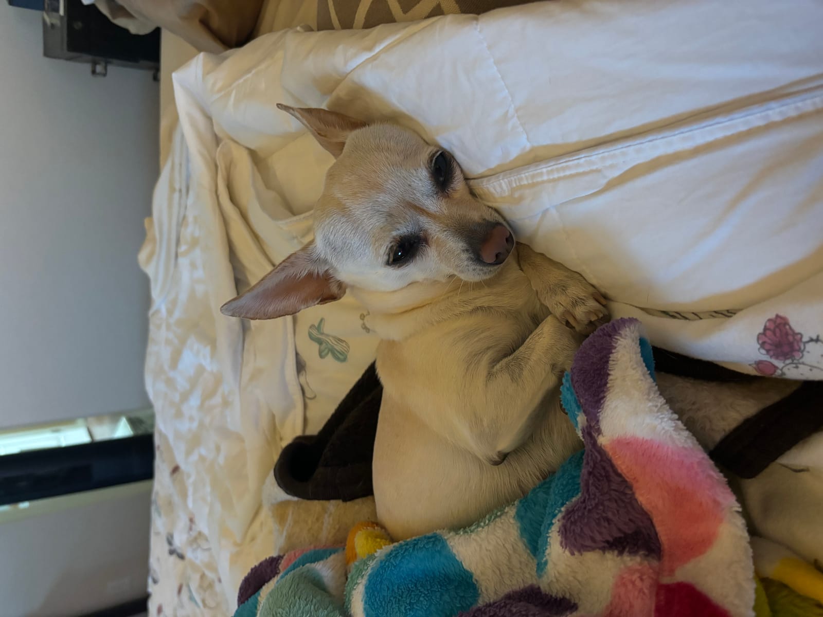 Petspiration Spotlight: Chloe