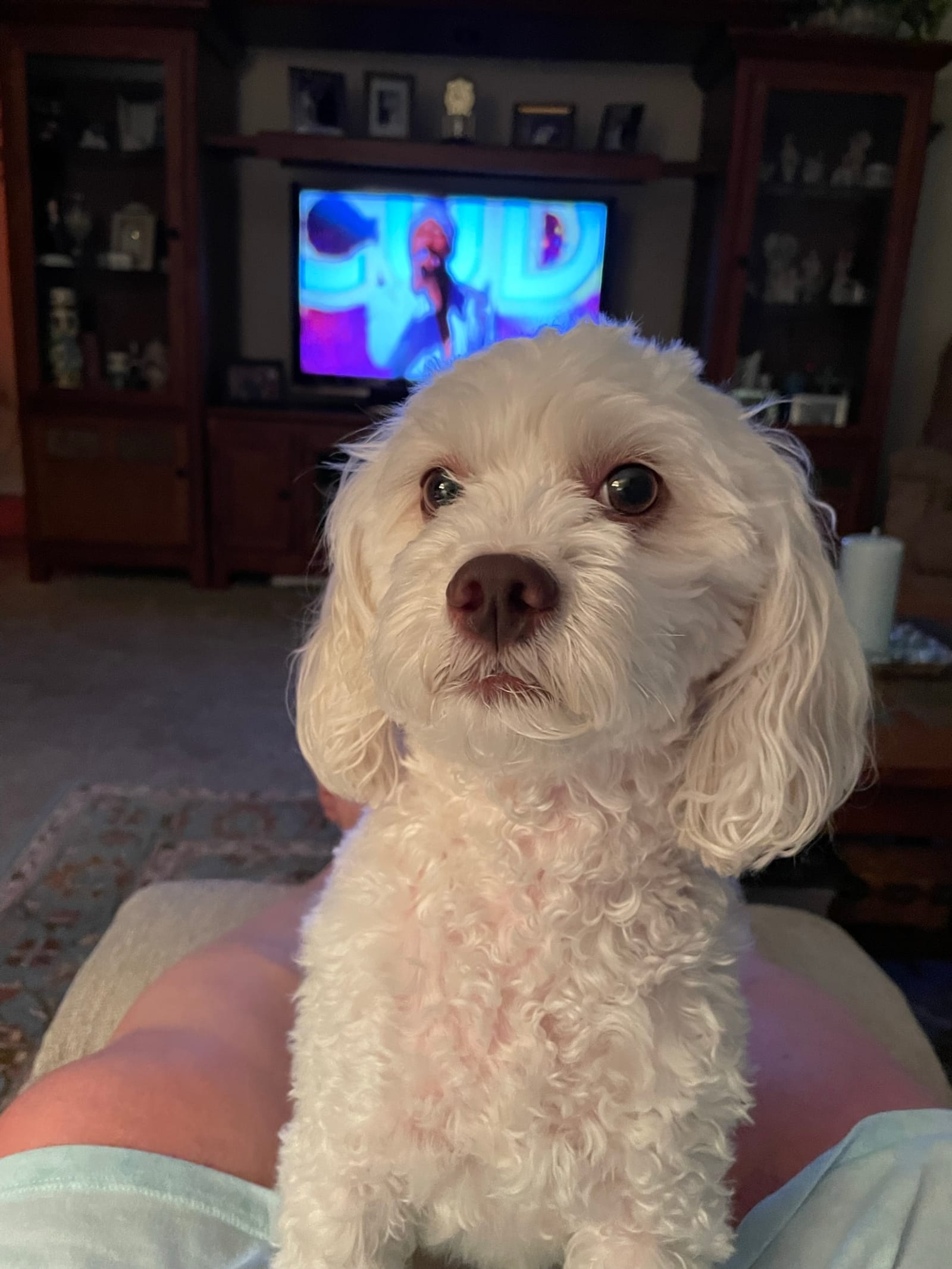 Petspiration Spotlight: Chloe