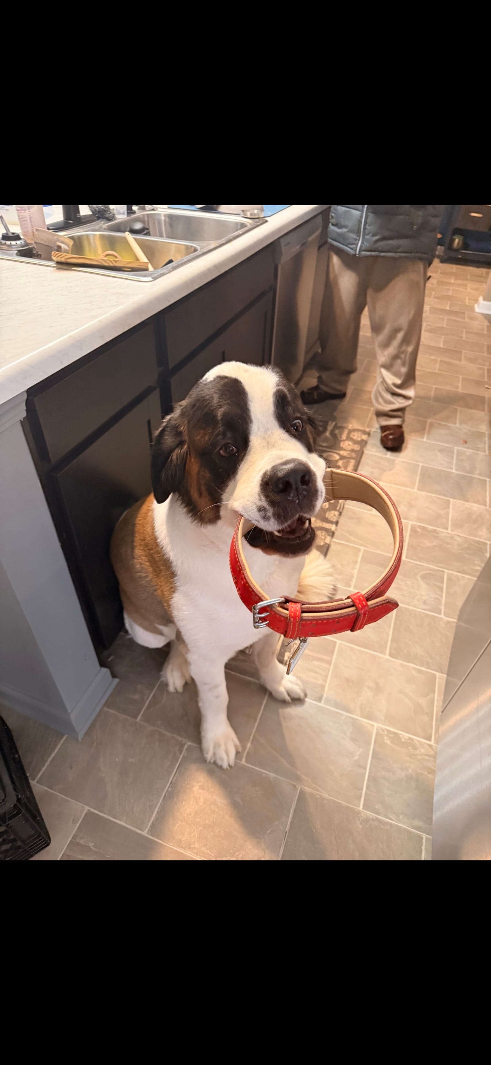 Petspiration Spotlight: Chuletá