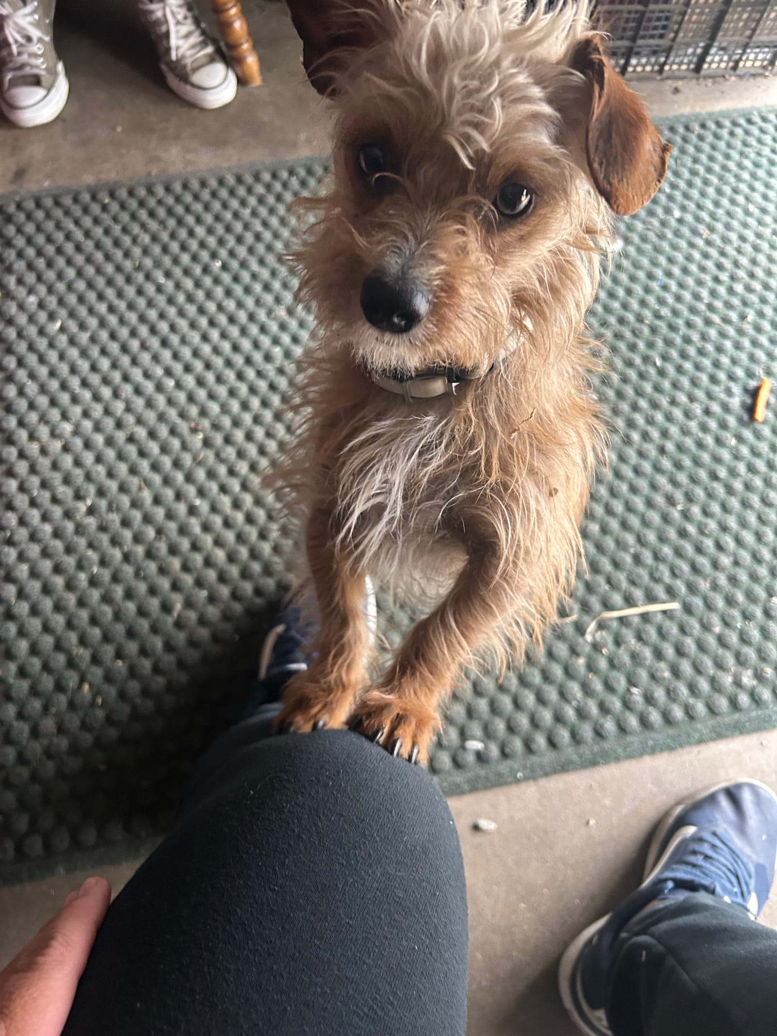 Petspiration Spotlight: Chupy