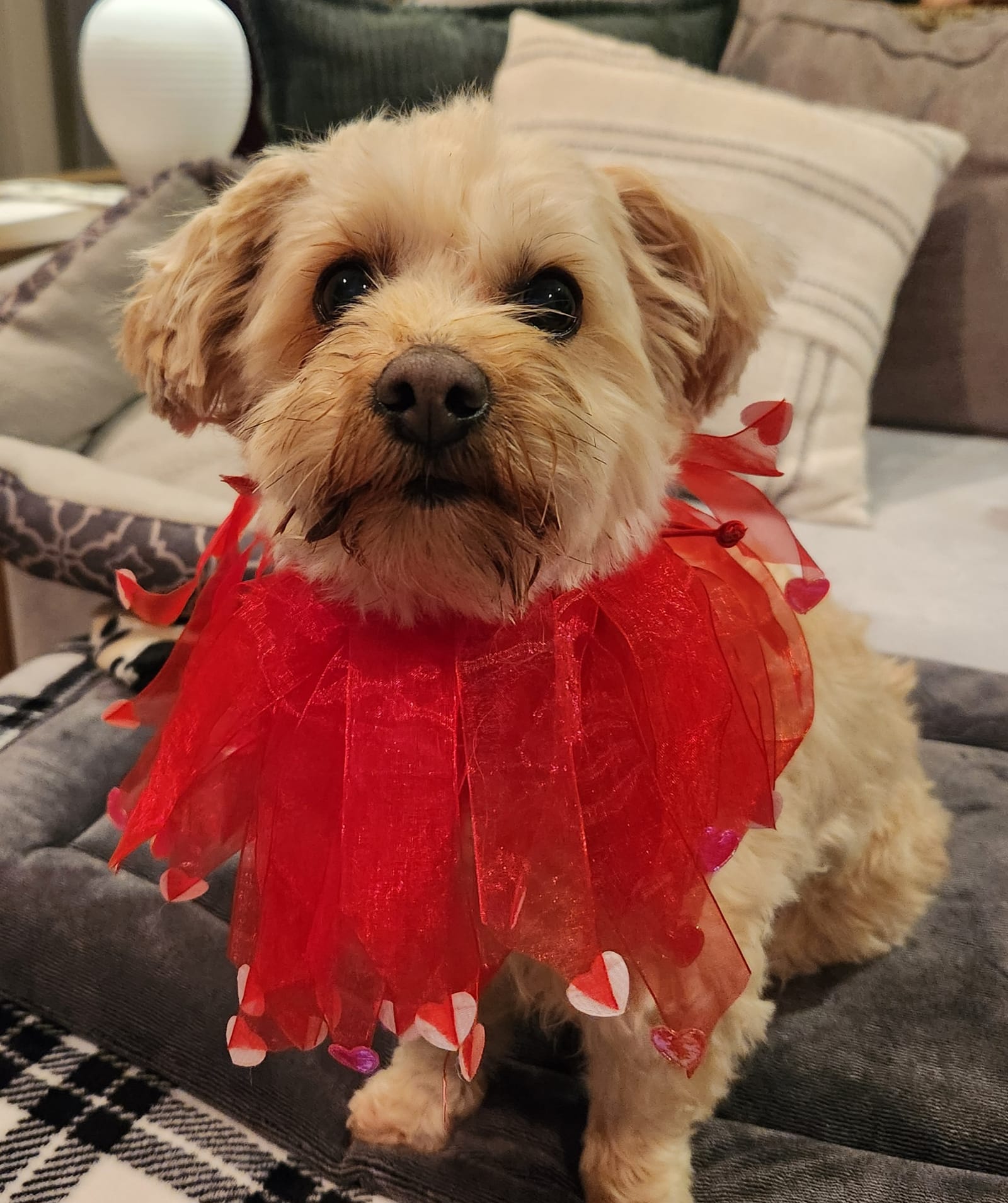 Petspiration Spotlight: Cindy Lou