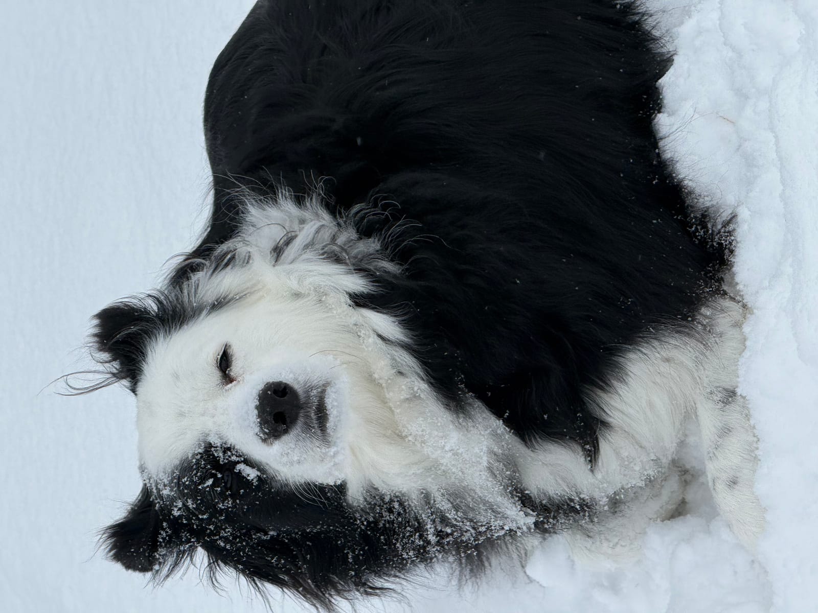 Petspiration Spotlight: Cleopatra