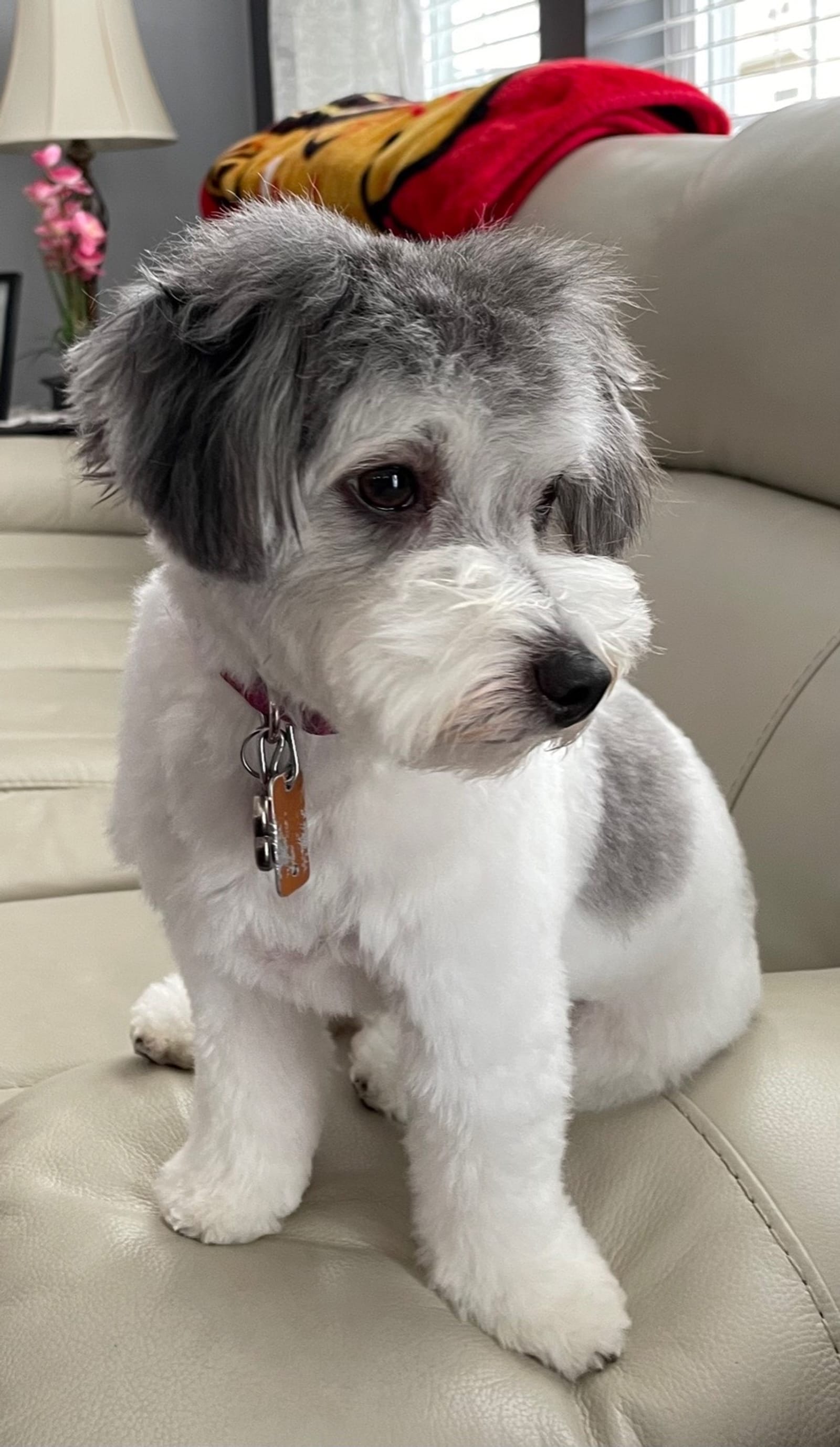 Petspiration Spotlight: Coco