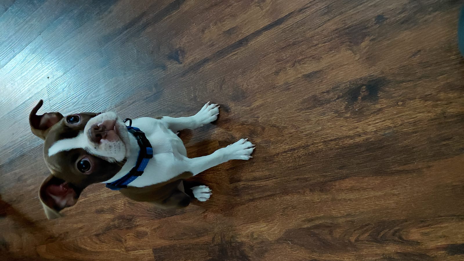 Petspiration Spotlight: Coco