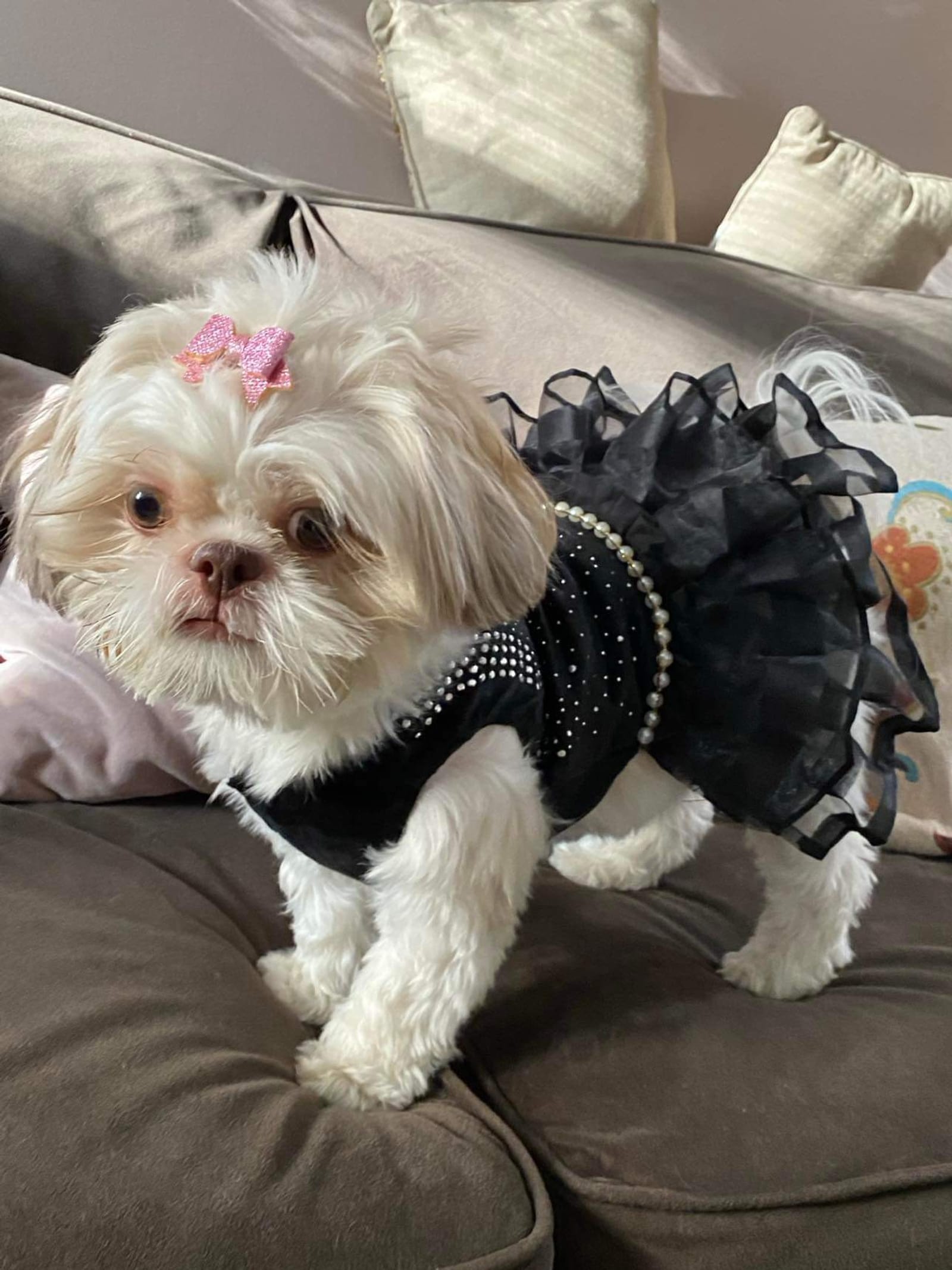 Petspiration Spotlight: Coco