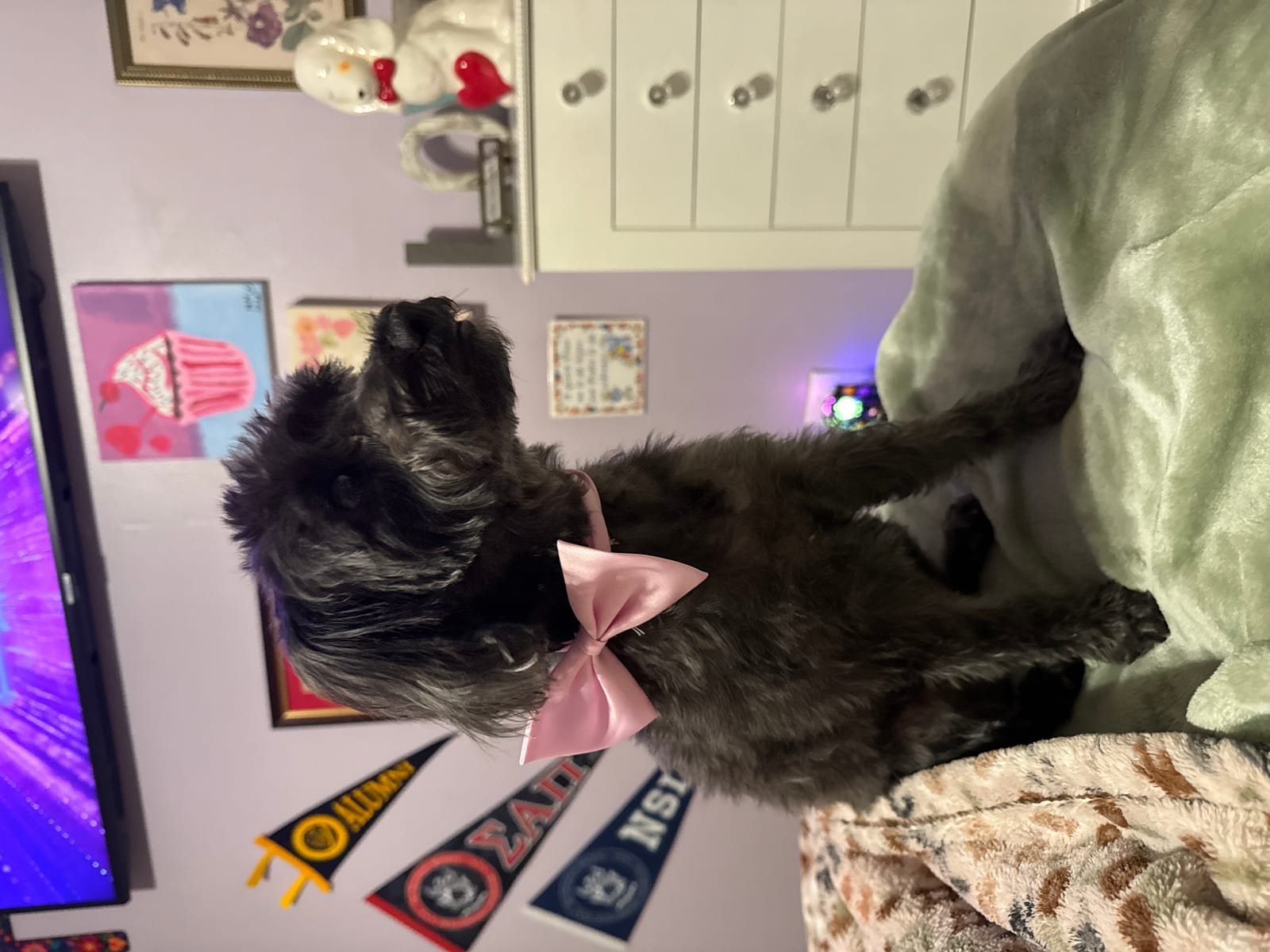 Petspiration Spotlight: Cocoa