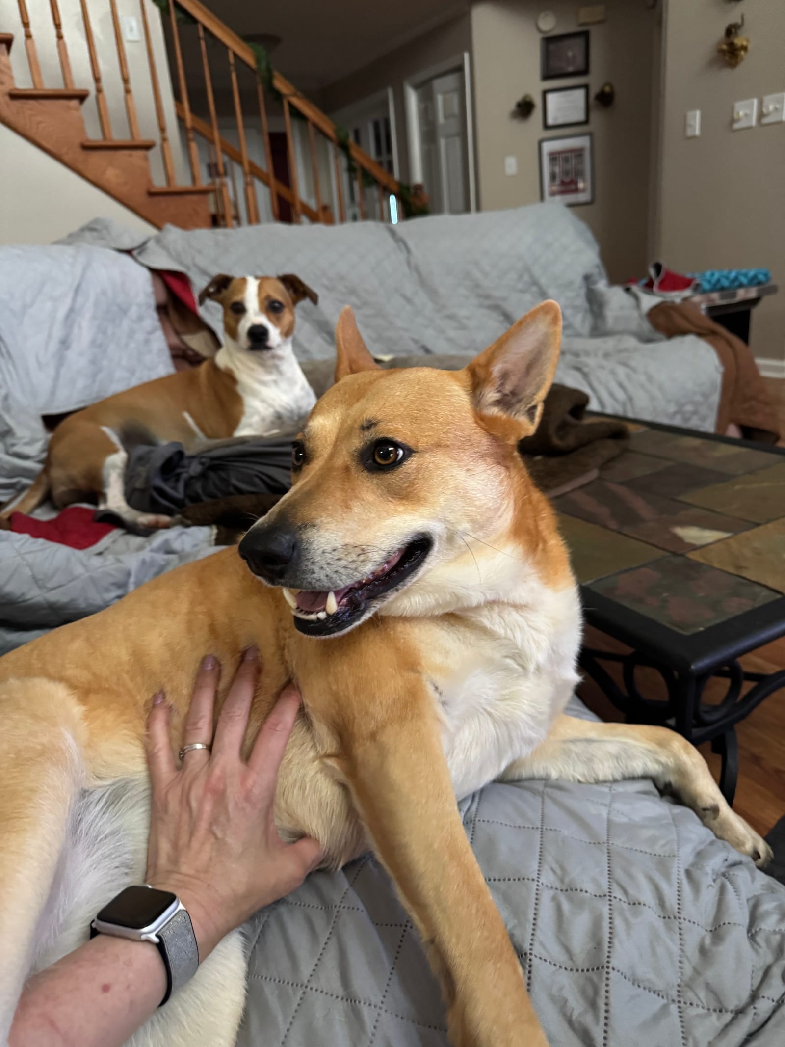 Petspiration Spotlight: Cocoa & Shelby
