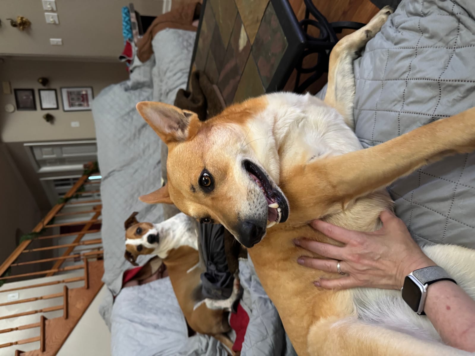 Petspiration Spotlight: Cocoa & Shelby