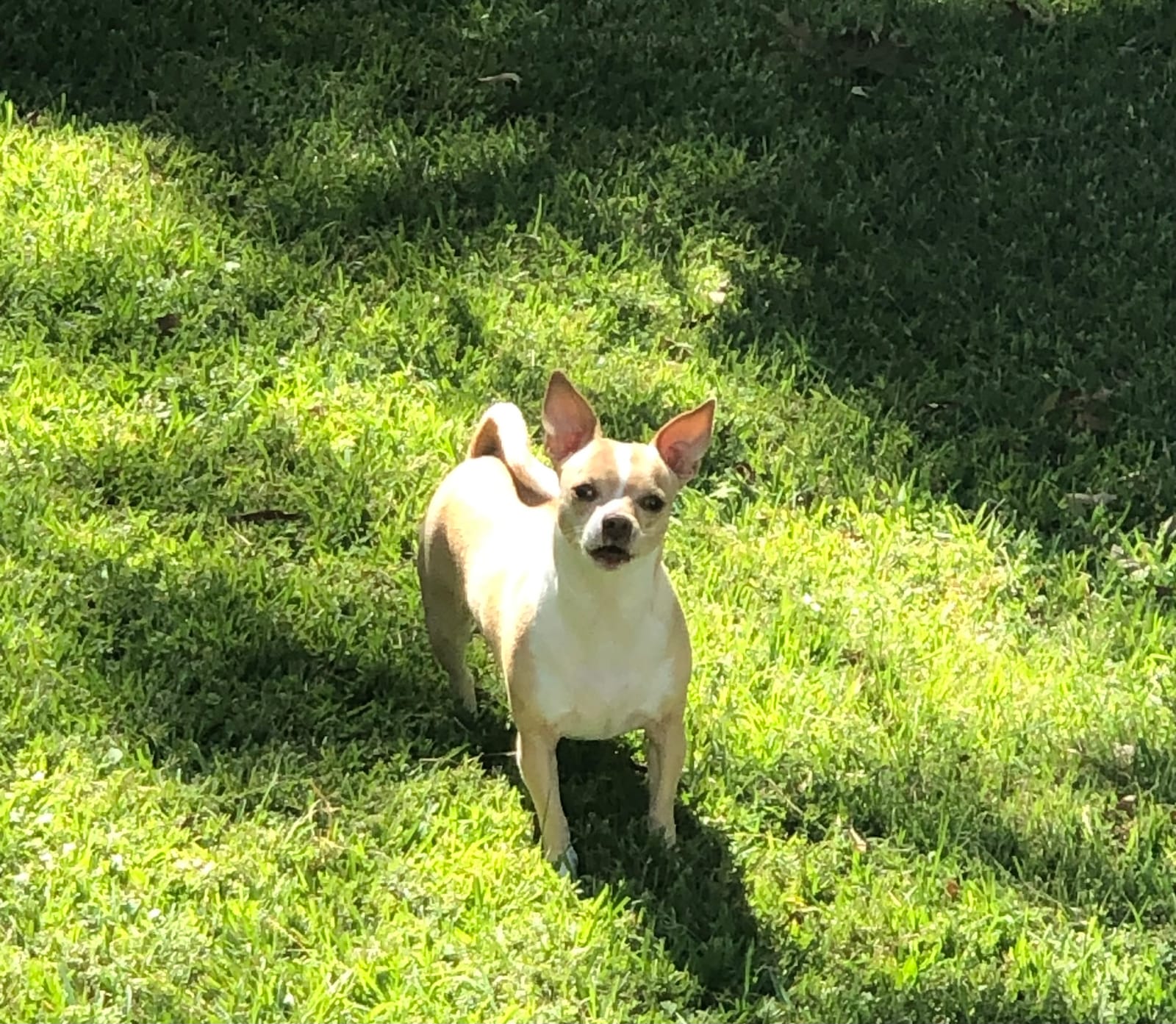 Petspiration Spotlight: Collie