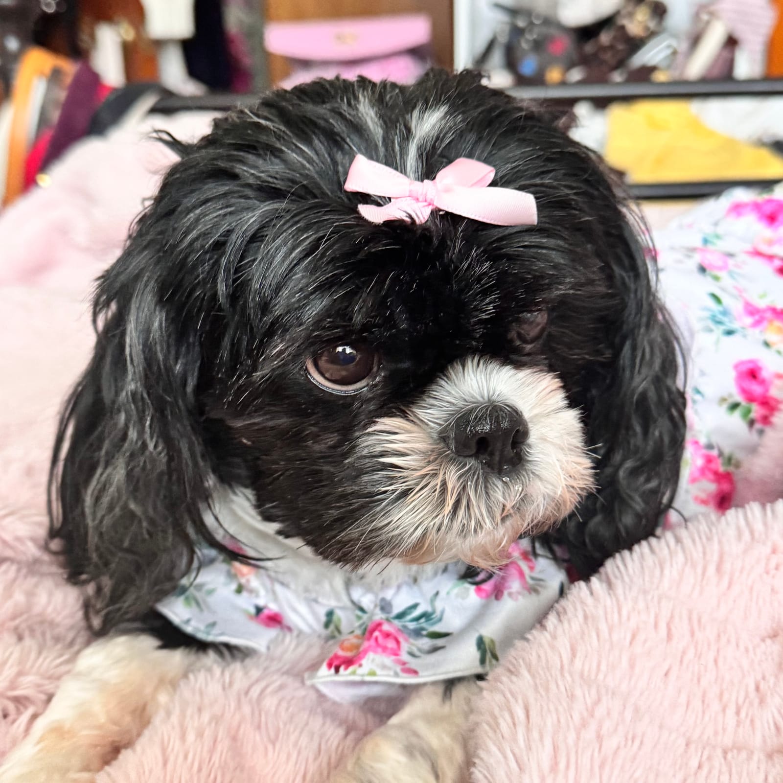 Petspiration Spotlight: Lily Collins