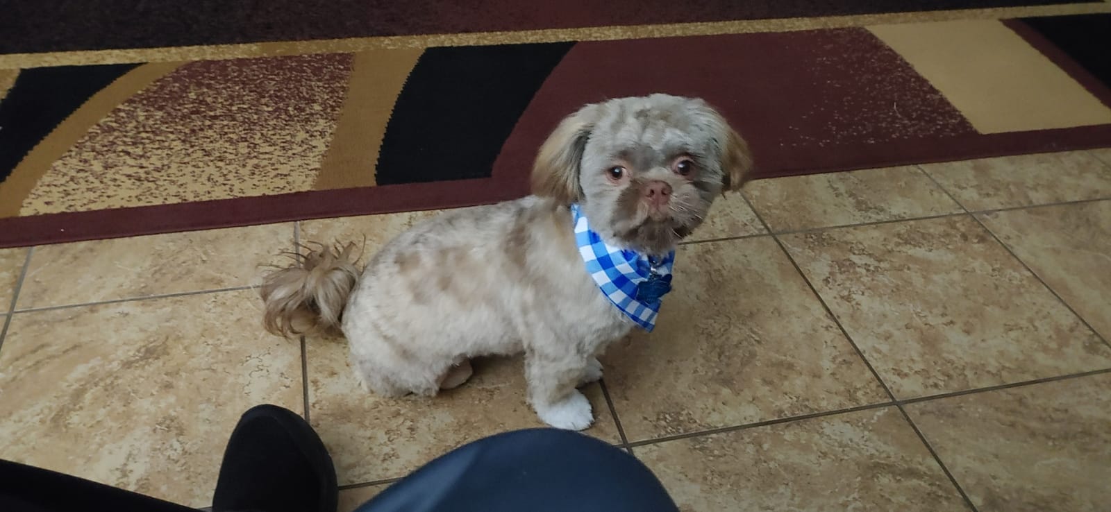 Petspiration Spotlight: Columbo