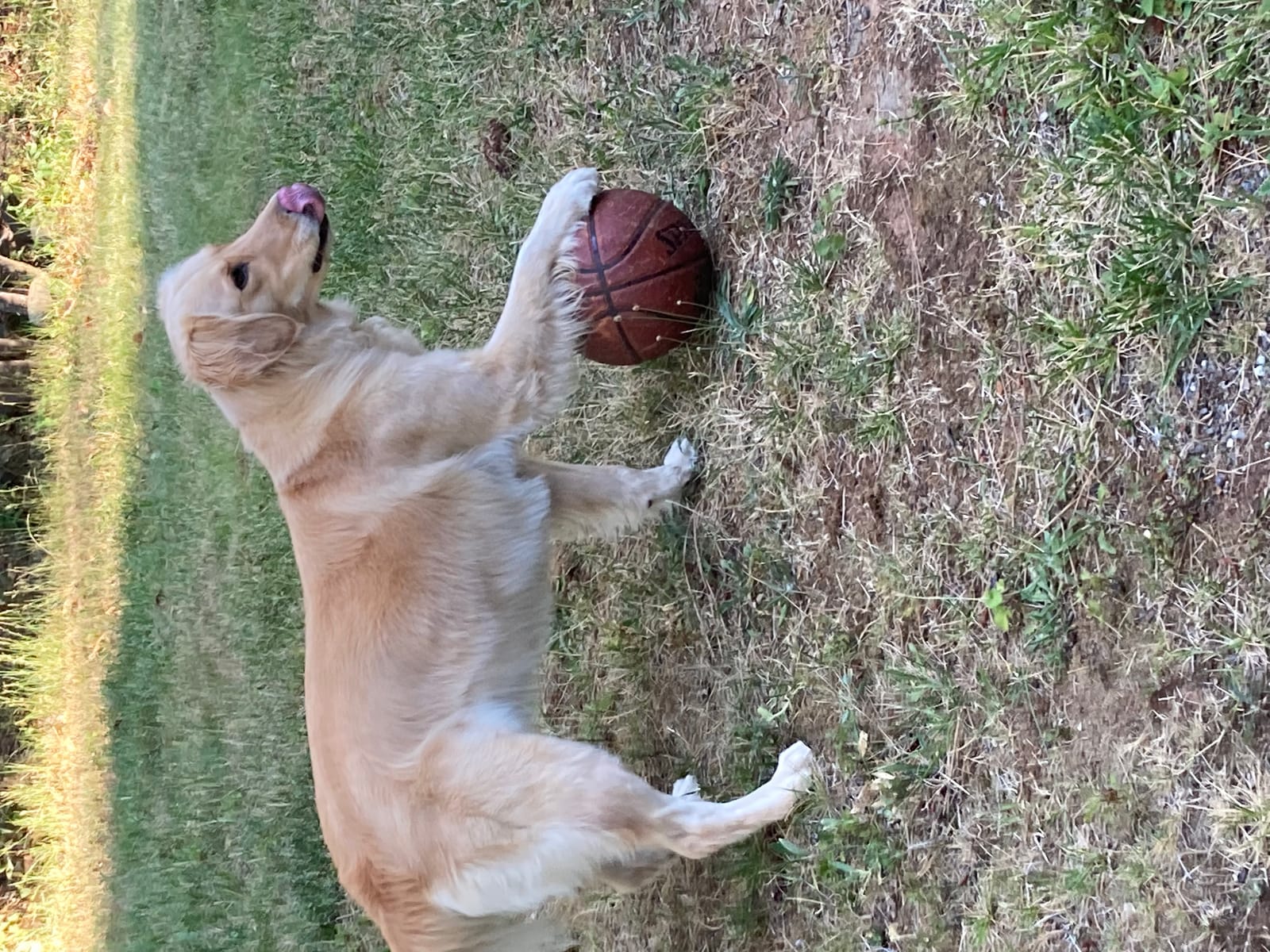 Petspiration Spotlight: Cooper