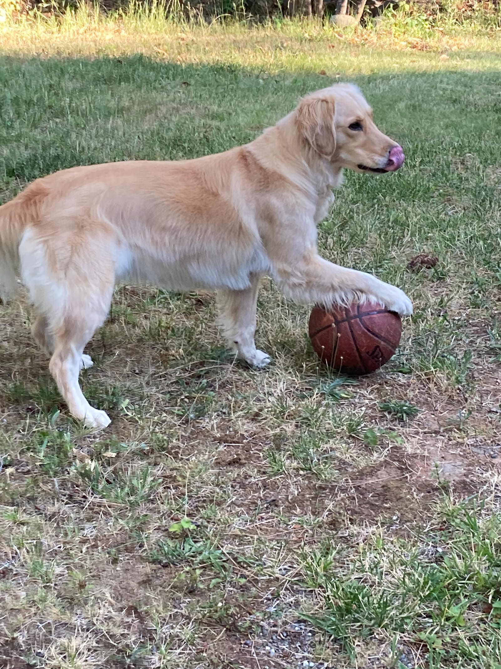Petspiration Spotlight: Cooper