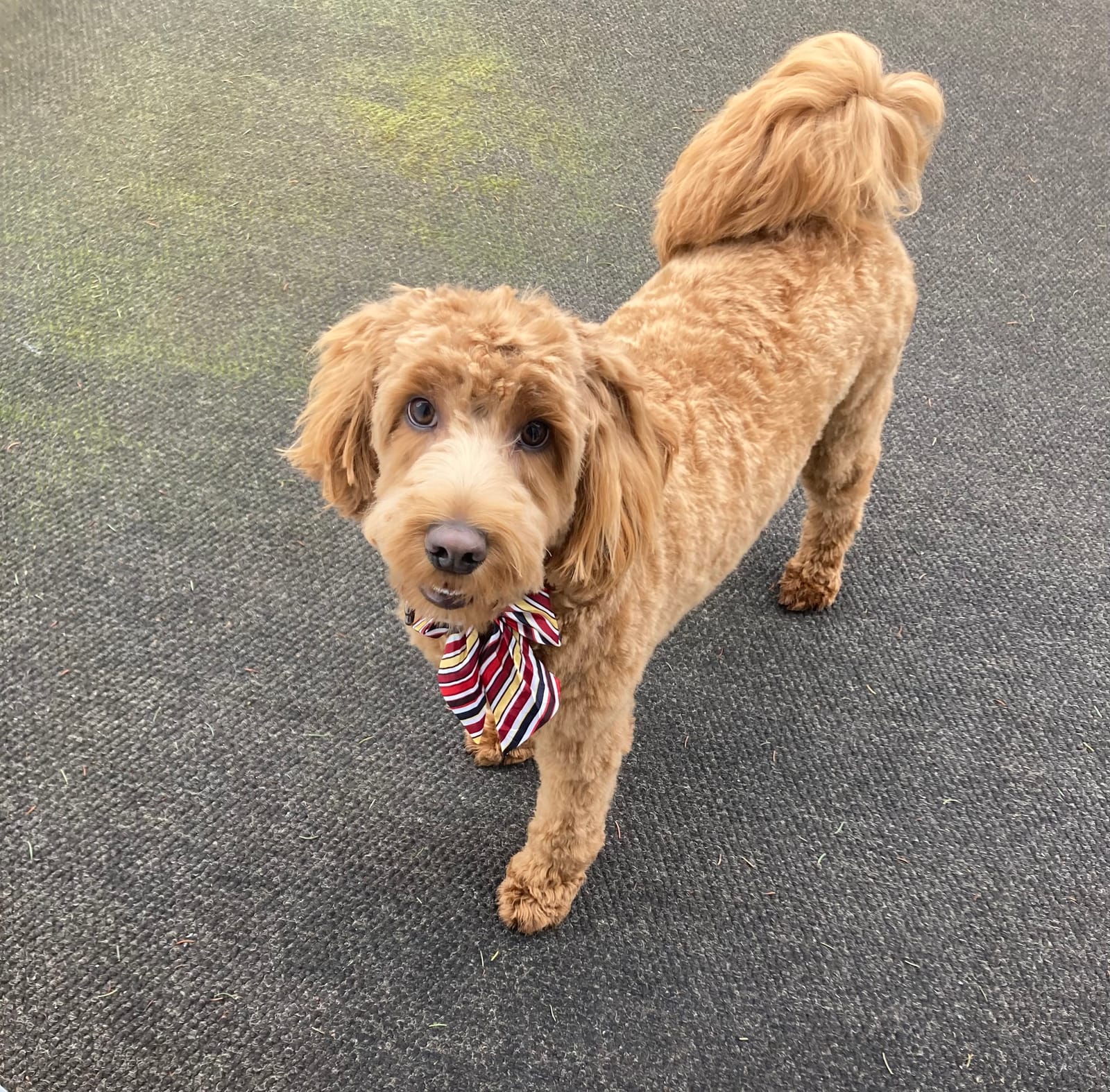 Petspiration Spotlight: Cooper