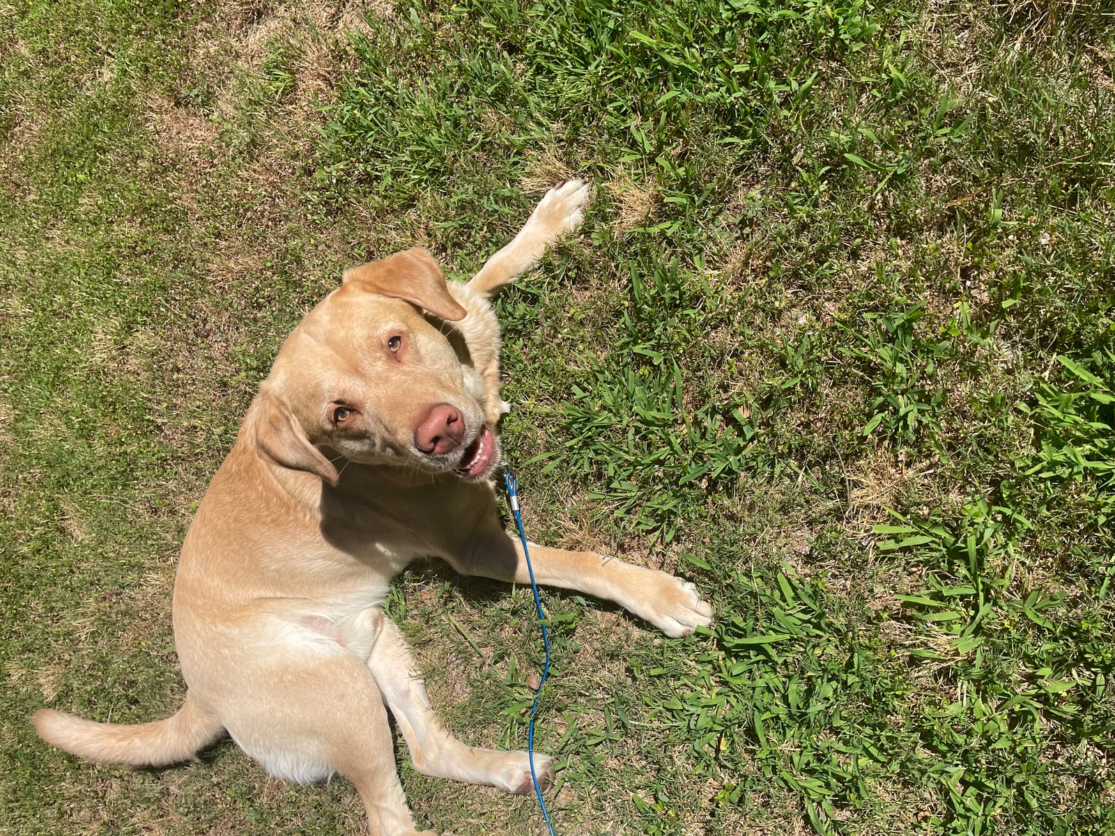 Petspiration Spotlight: Cooper