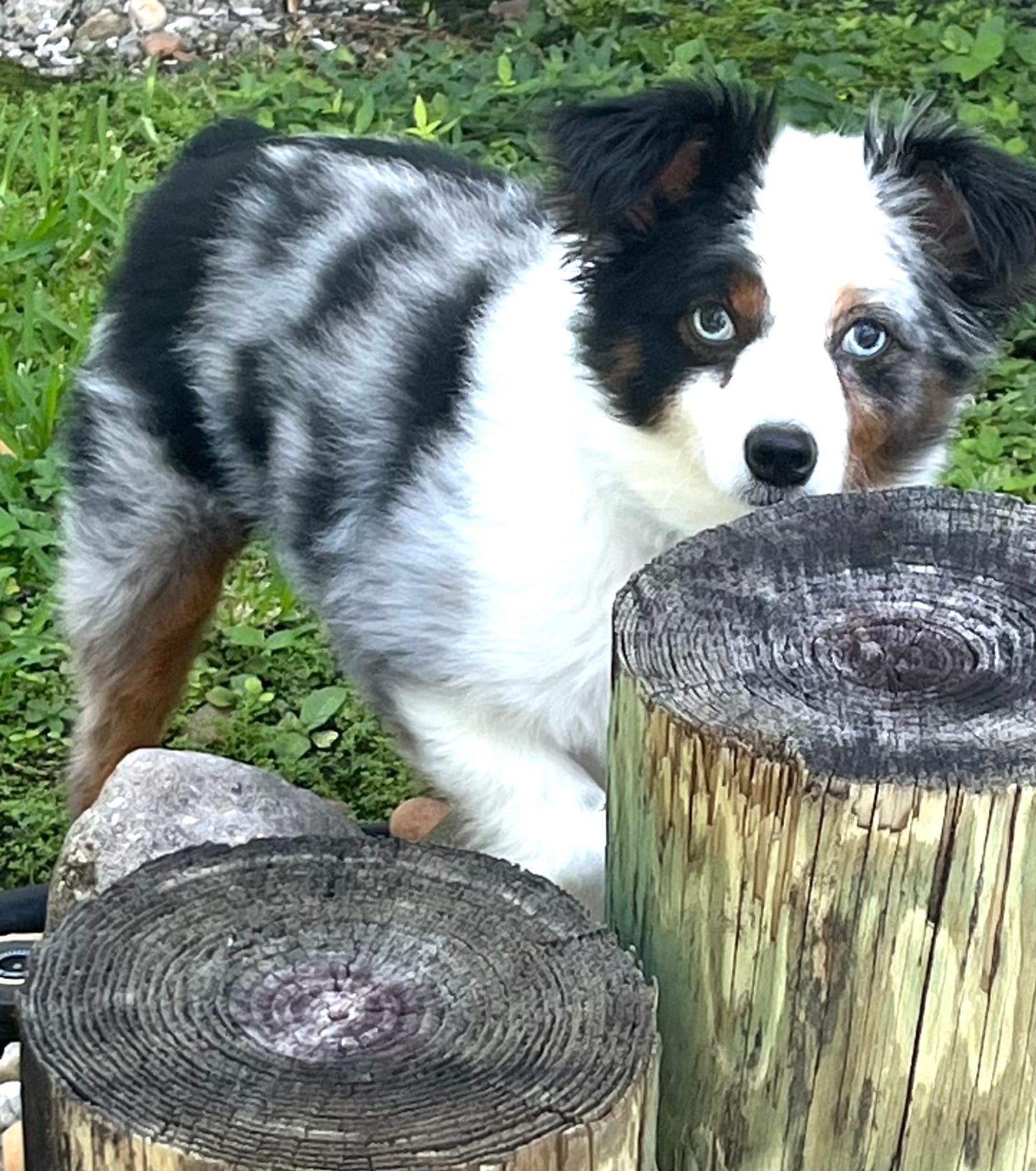 Petspiration Spotlight: Cooper Ray