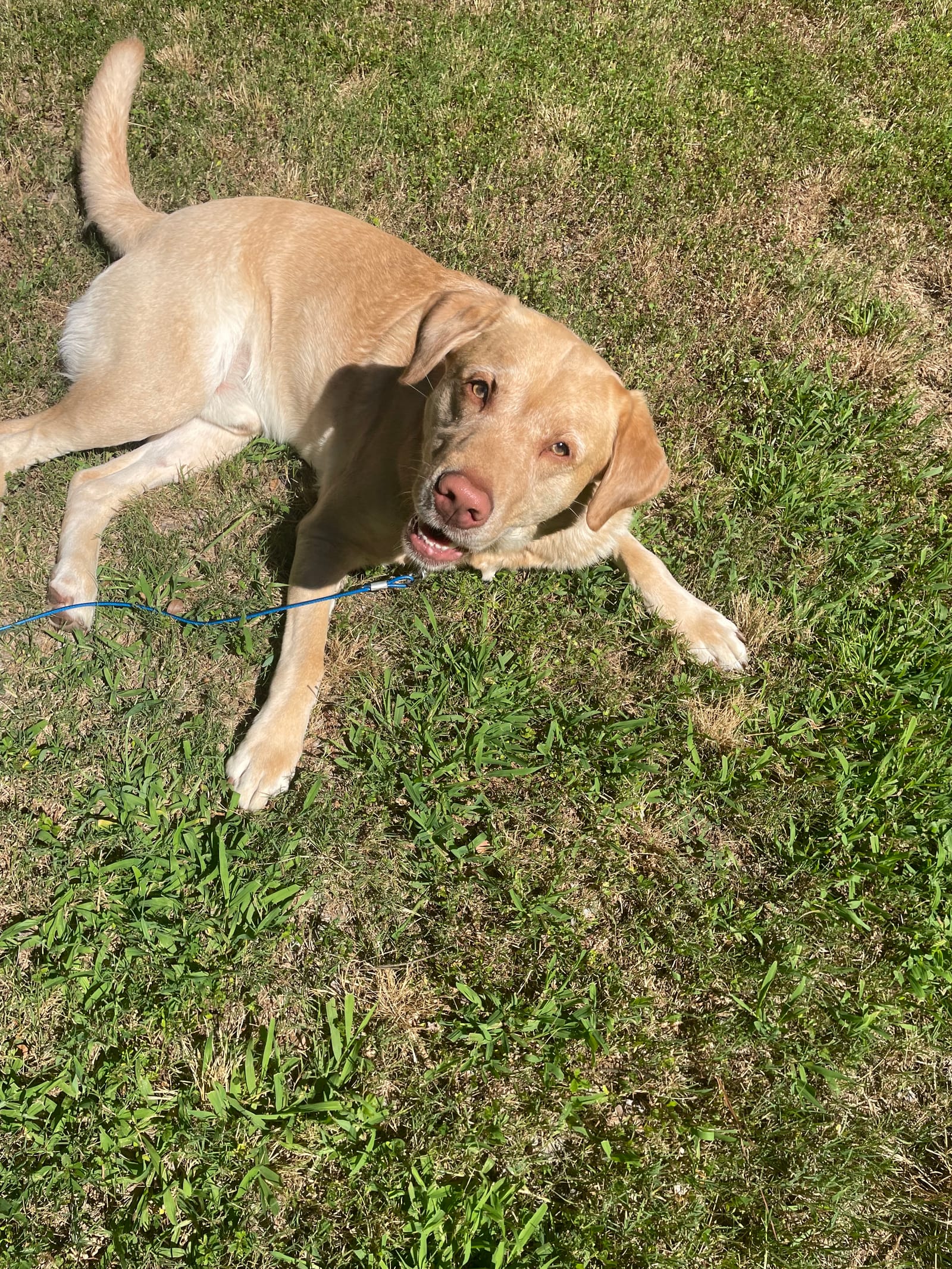 Petspiration Spotlight: Cooper
