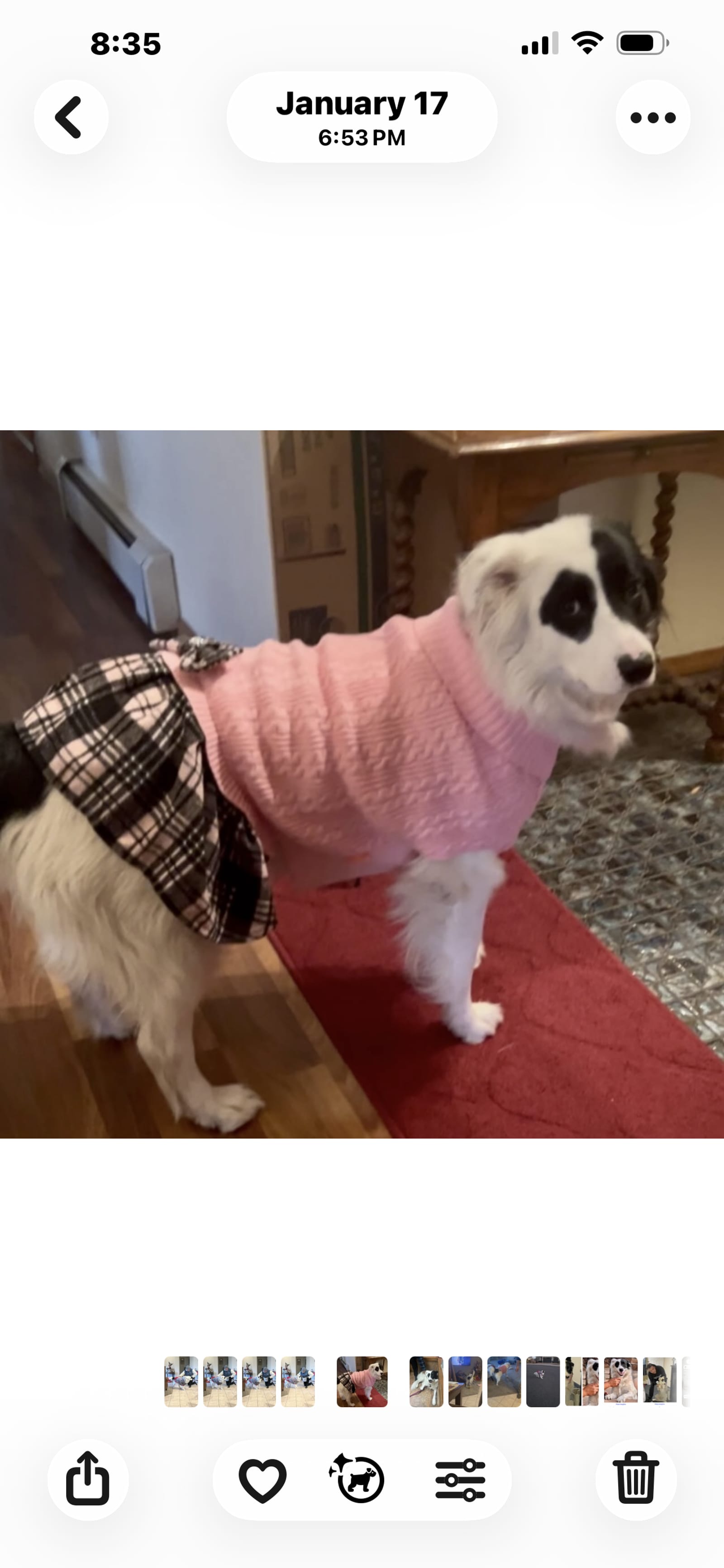 Petspiration Spotlight: Corazon